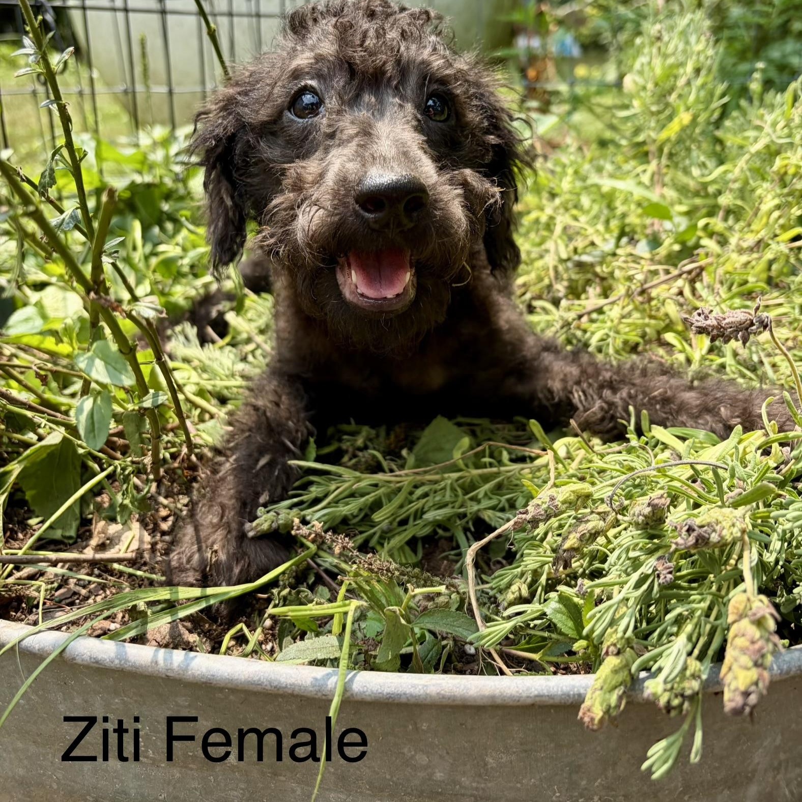 Pasta Puppies, a ADOPTABLE mixed breed in High View, WV image 1/3