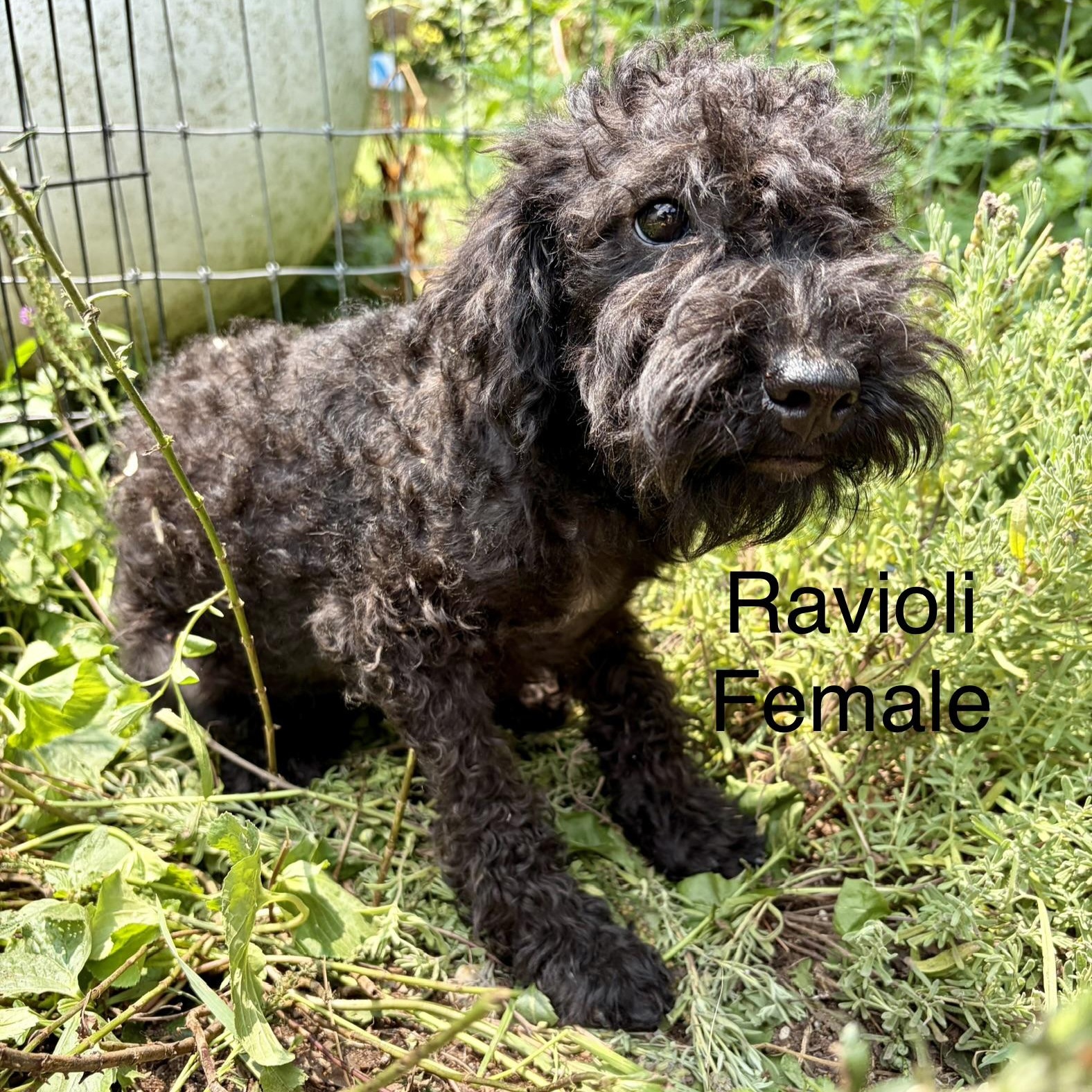 Pasta Puppies, a ADOPTABLE mixed breed in High View, WV image 2/3