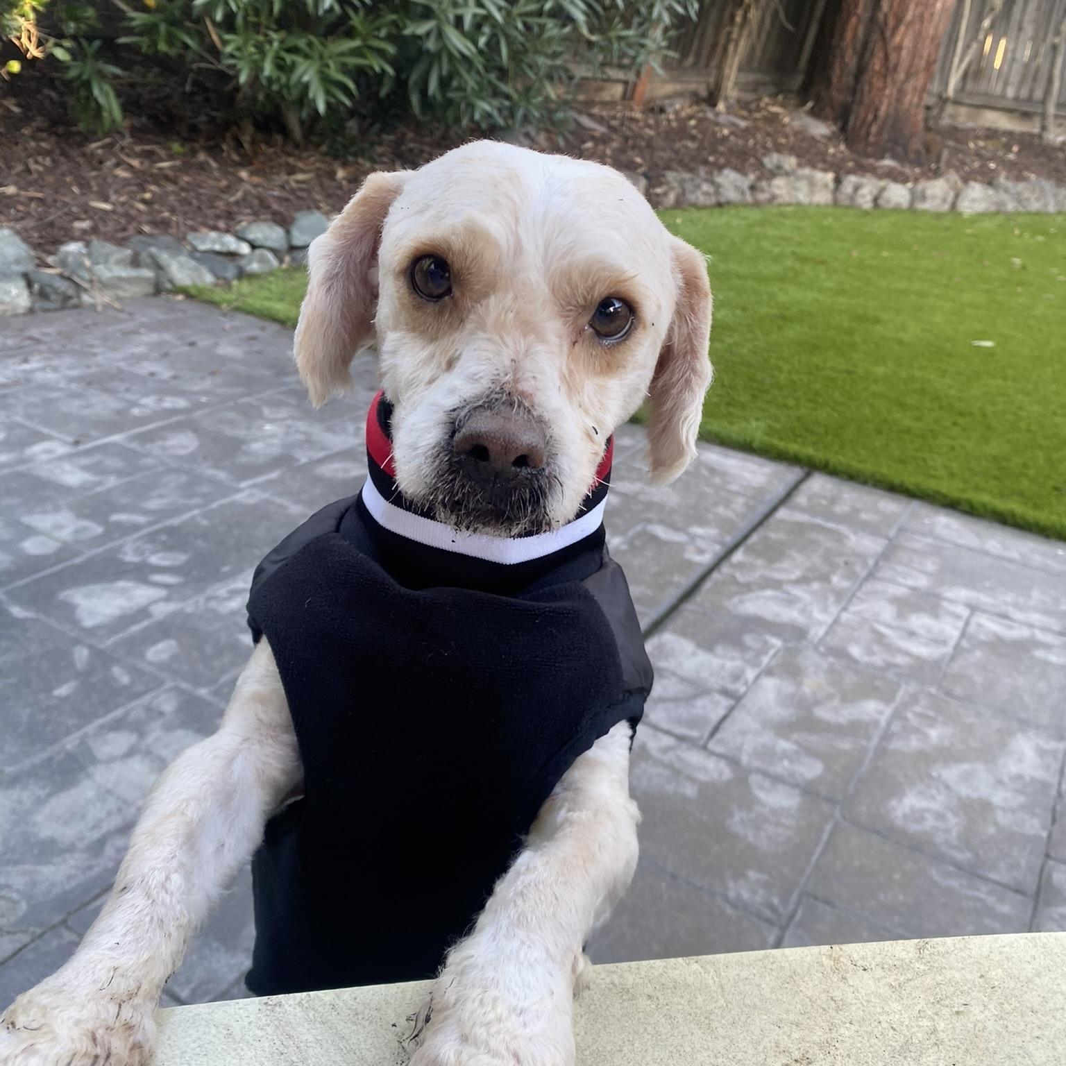 Enlarge Waffles , a ADOPTABLE mixed breed in San Francisco, CA image 3/5