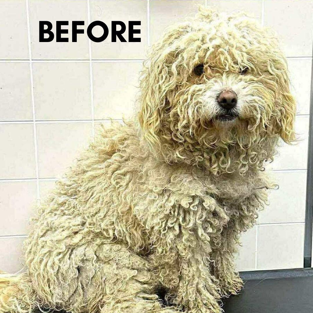 Enlarge Waffles , a ADOPTABLE mixed breed in San Francisco, CA image 5/5