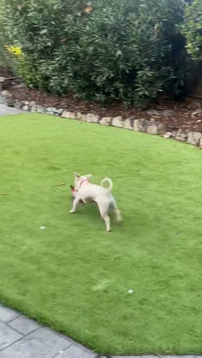 Enlarge Waffles , a ADOPTABLE mixed breed in San Francisco, CA video 4/5