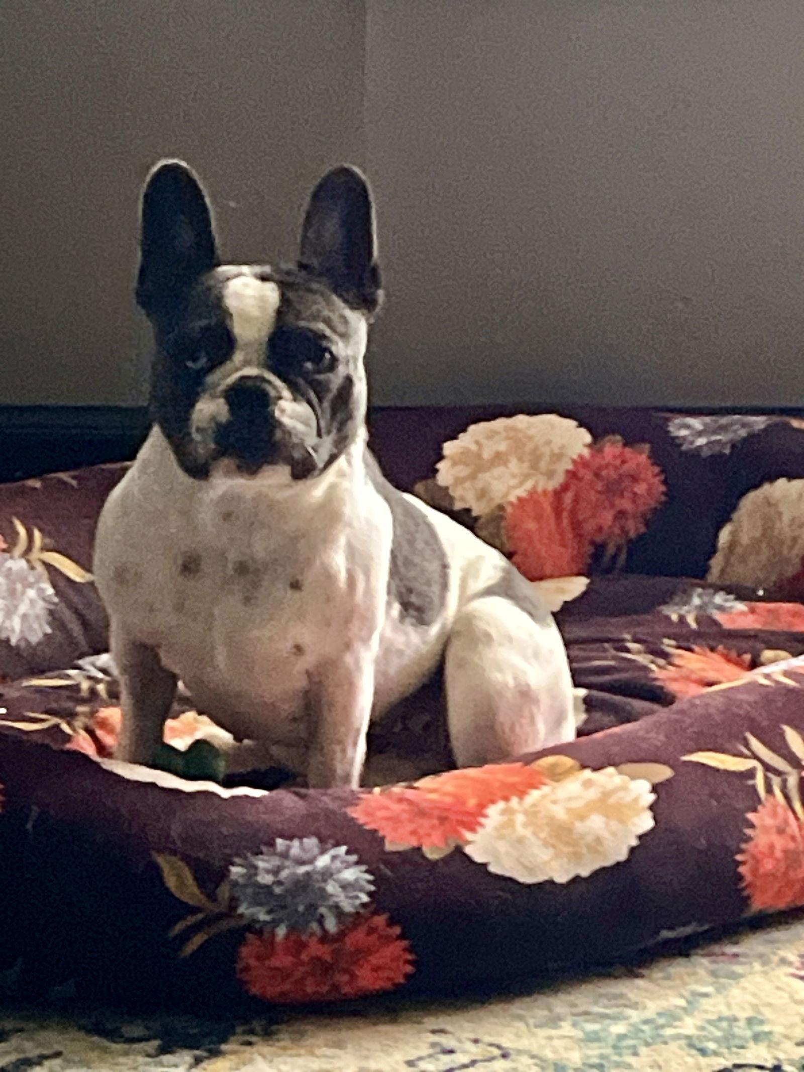 Molly Kaye, Adoptable, Adult Female French Bulldog.
