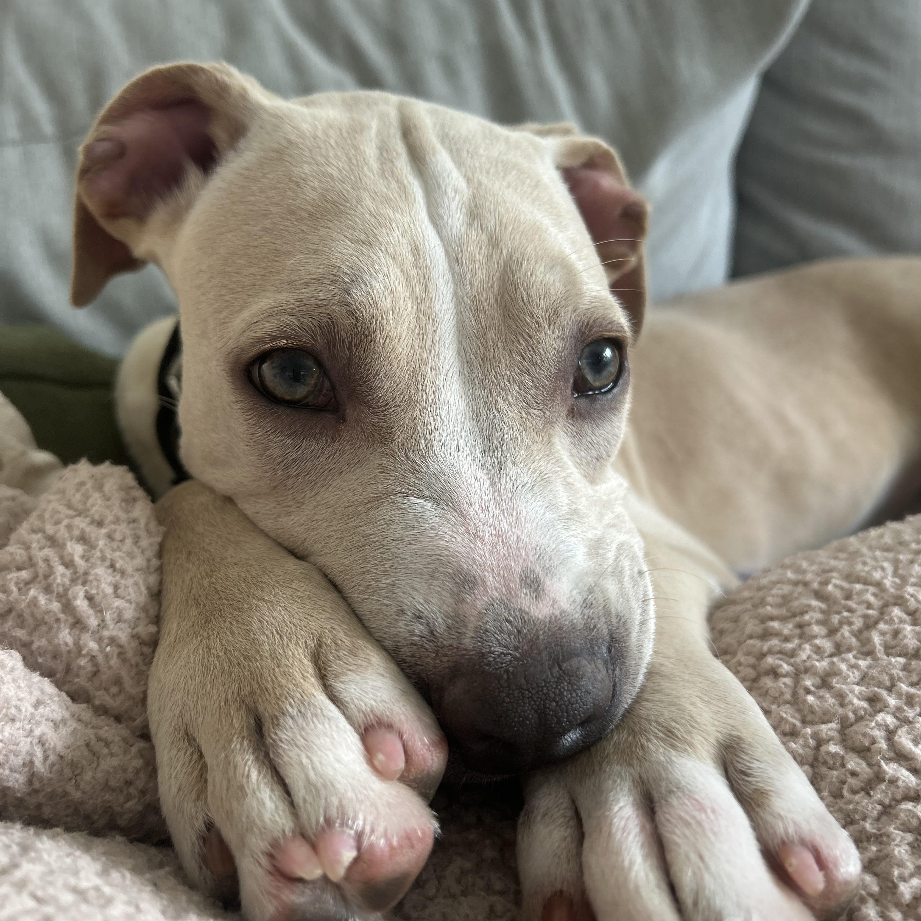 Wolfie is pending, a ADOPTABLE mixed breed in South Portland, ME image 6/6