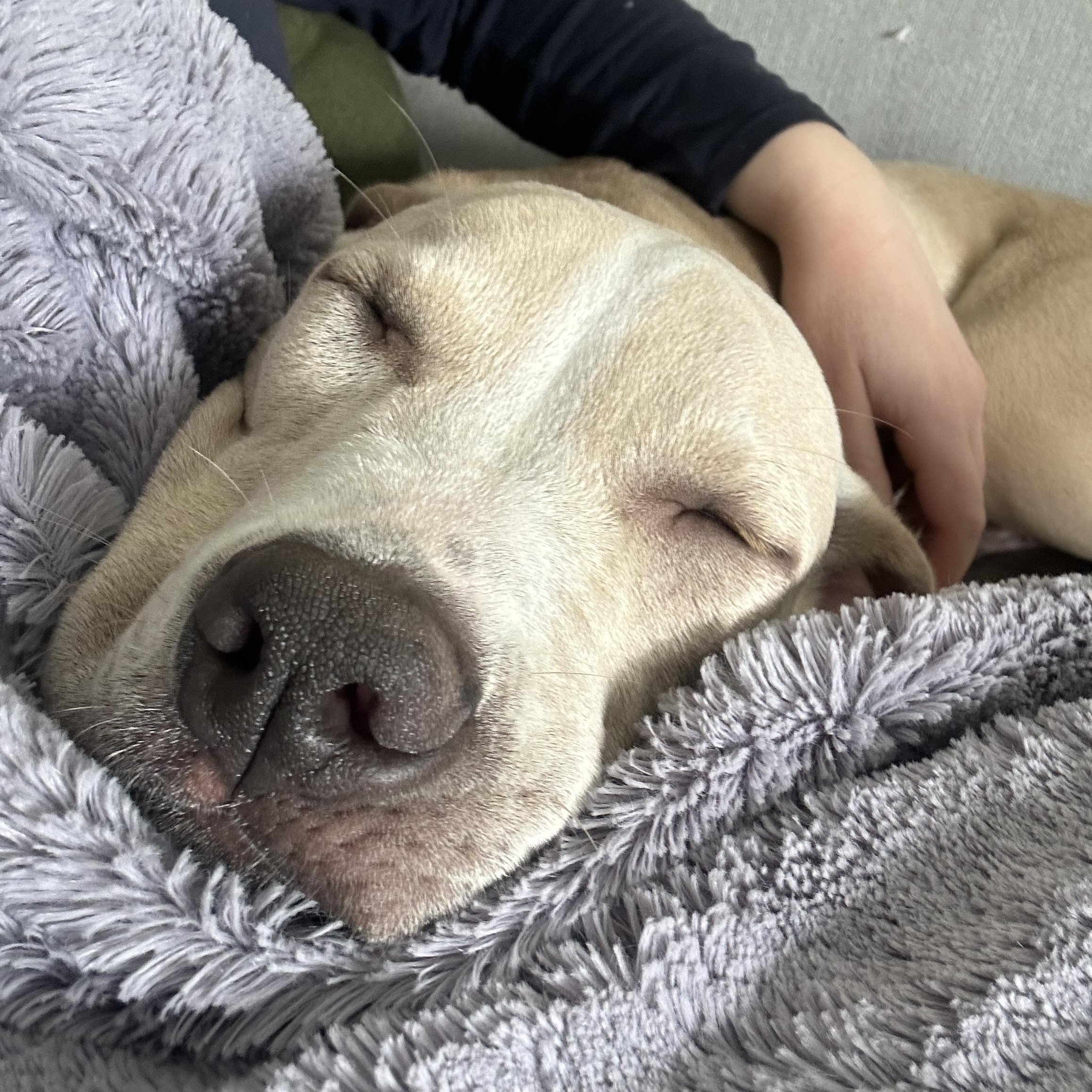 Wolfie is pending, a ADOPTABLE mixed breed in South Portland, ME image 4/6