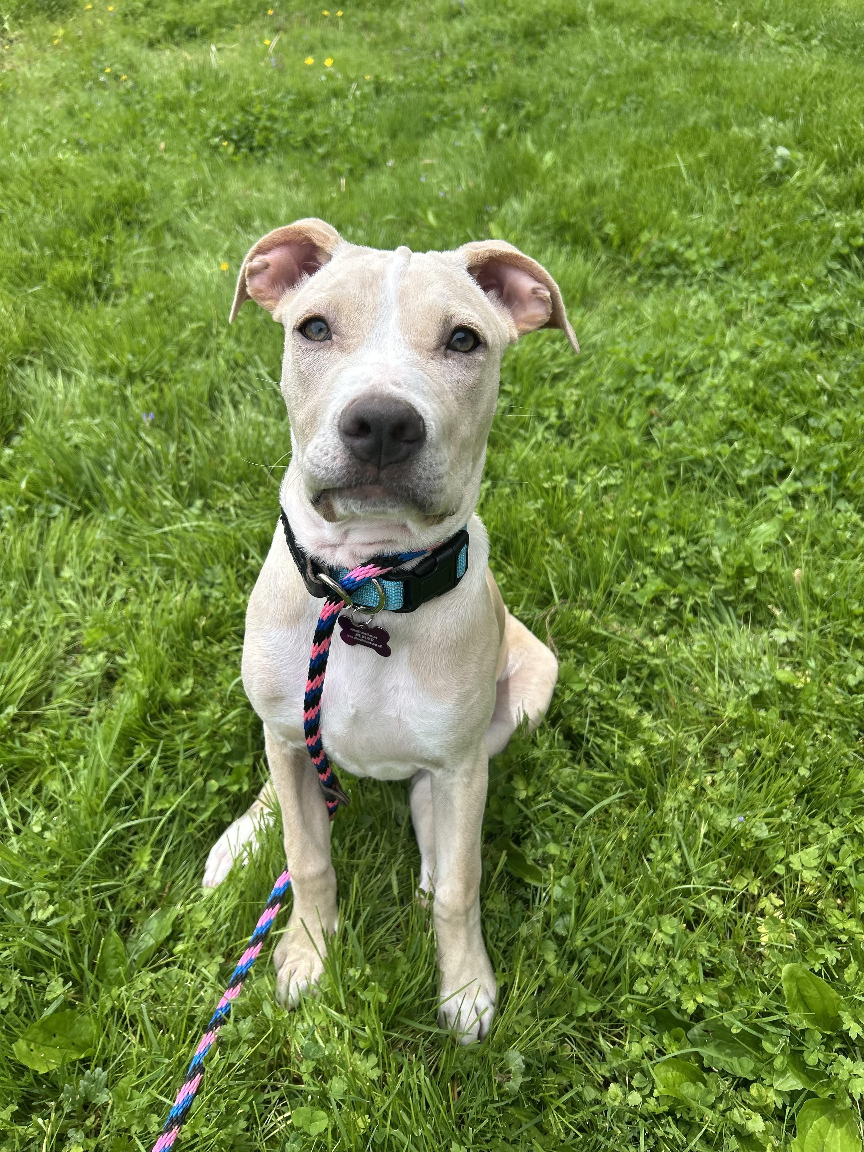 Wolfie is pending, a ADOPTABLE mixed breed in South Portland, ME image 3/6