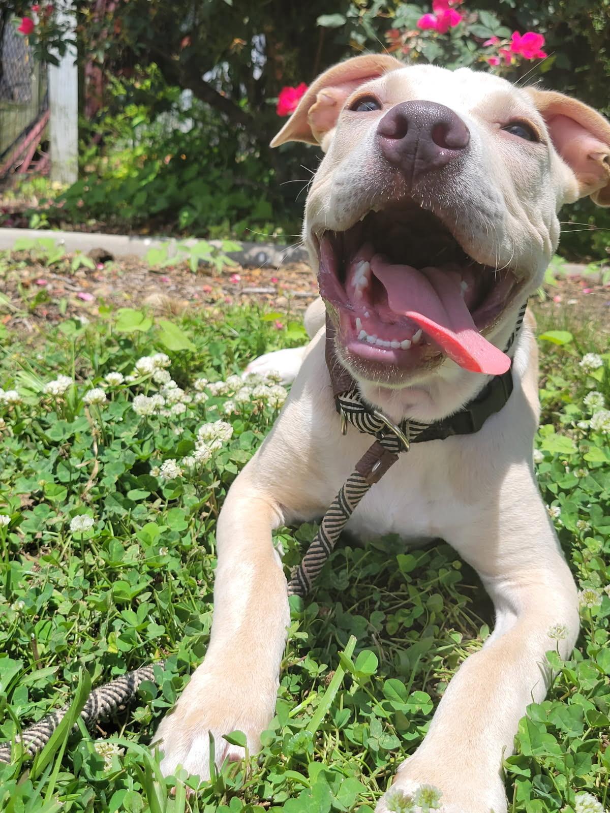 Wolfie, a ADOPTABLE mixed breed in South Portland, ME image 2/6