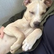 Wolfie, a ADOPTABLE mixed breed in South Portland, ME image 4/6