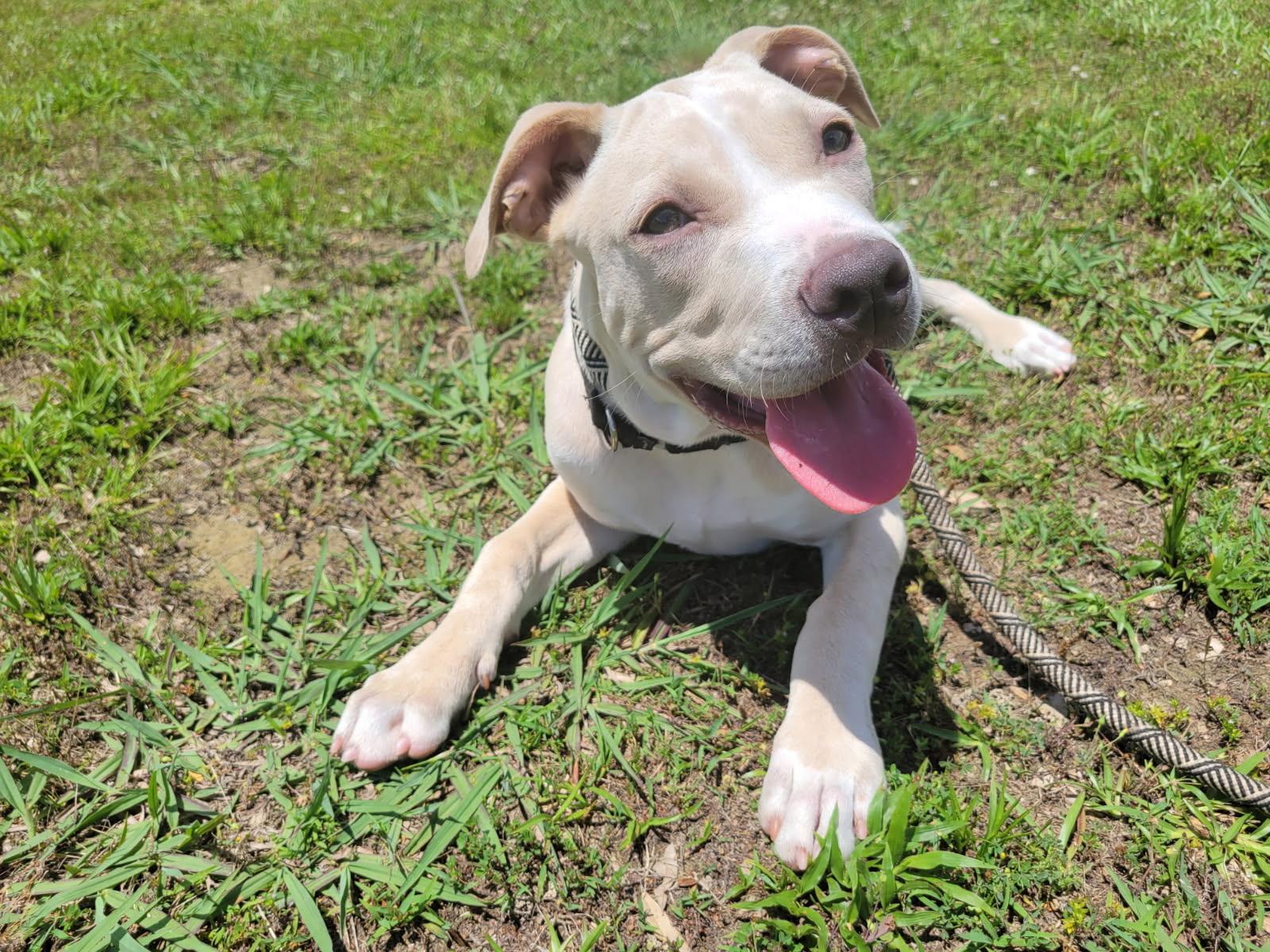 Wolfie, a ADOPTABLE mixed breed in South Portland, ME image 3/6