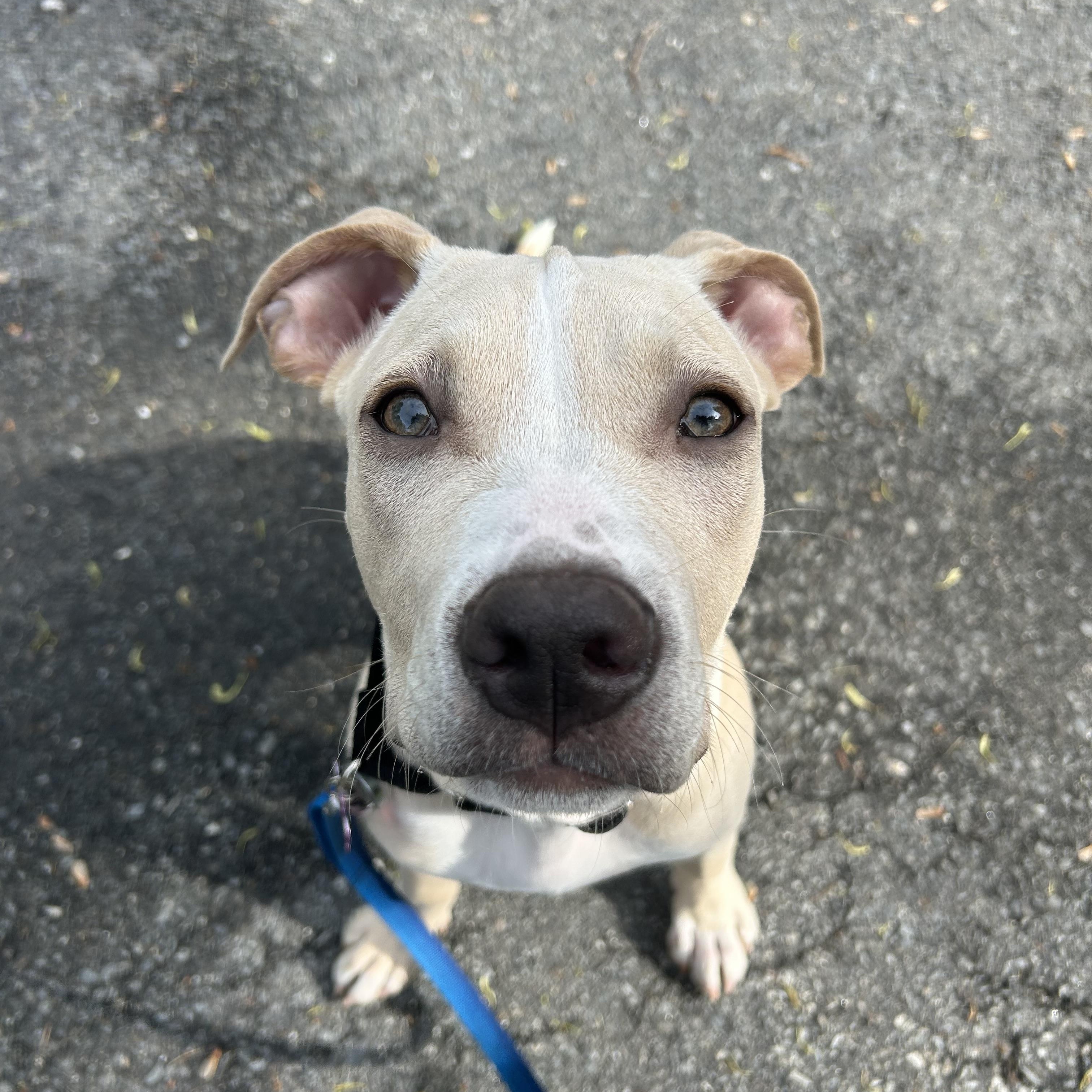 Wolfie is pending, ADOPTABLE, Puppy Male Retriever.