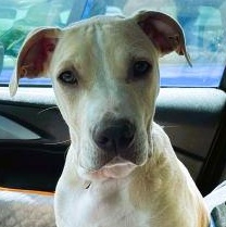 Wolfie, a ADOPTABLE mixed breed in South Portland, ME image 5/6