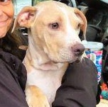 Wolfie, a ADOPTABLE mixed breed in South Portland, ME image 1/6