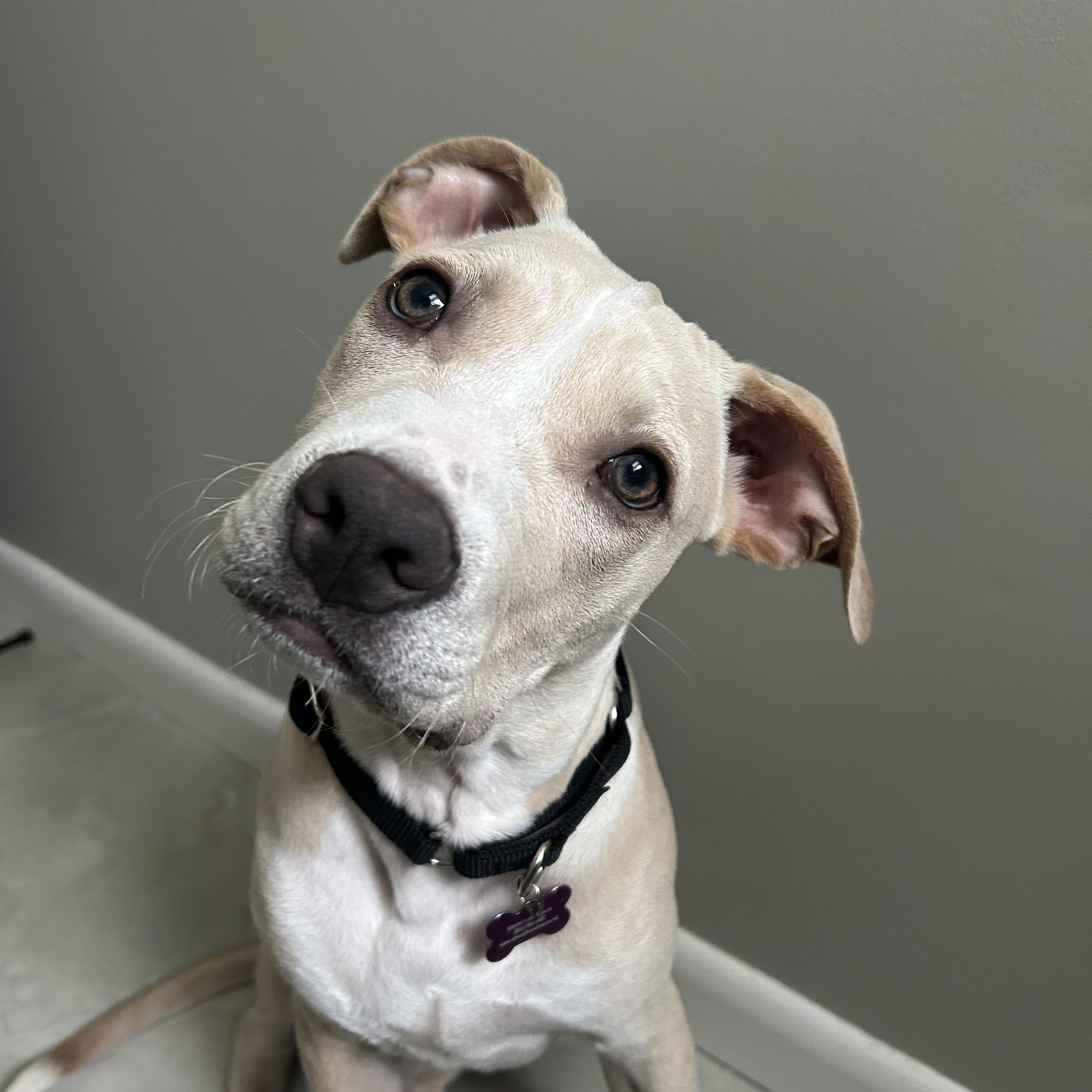Wolfie is pending, a ADOPTABLE mixed breed in South Portland, ME image 2/6