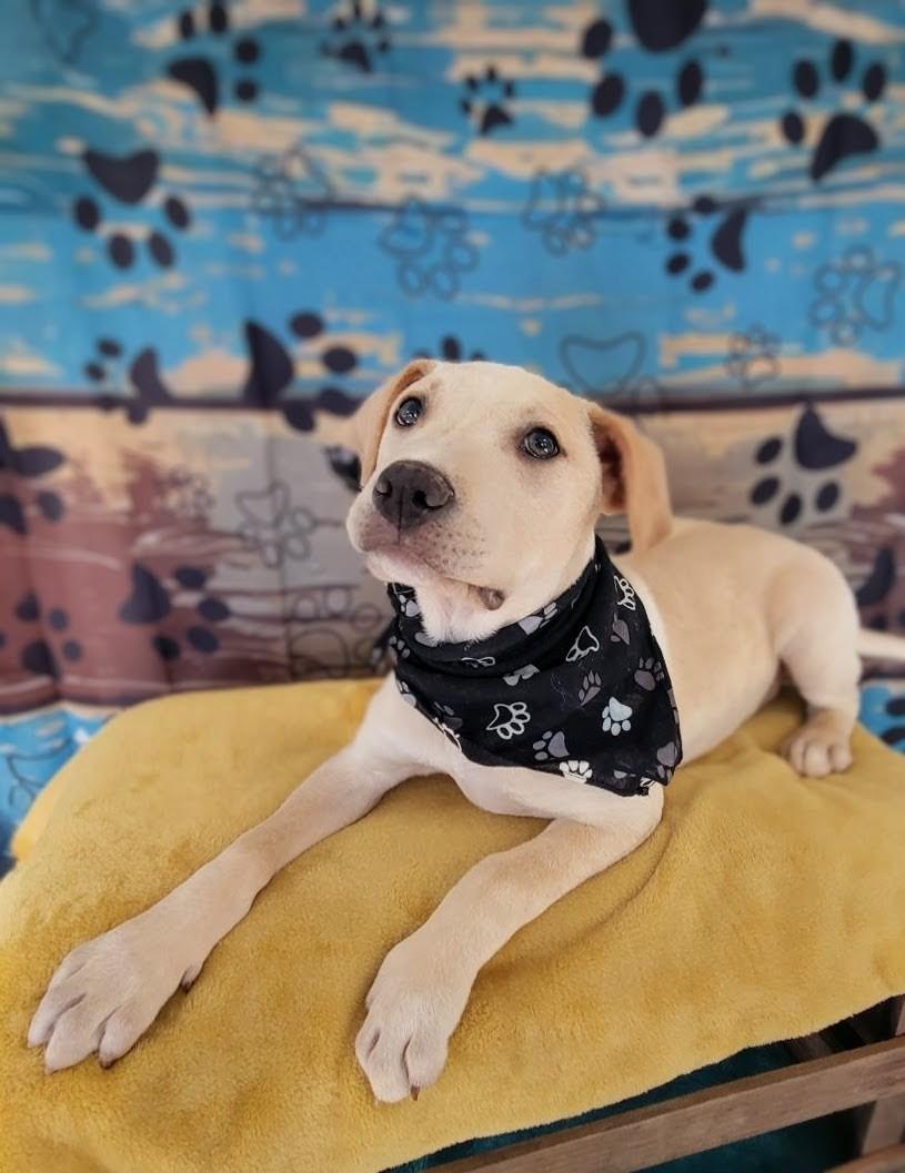 Wolfie, a ADOPTABLE mixed breed in South Portland, ME image 6/6