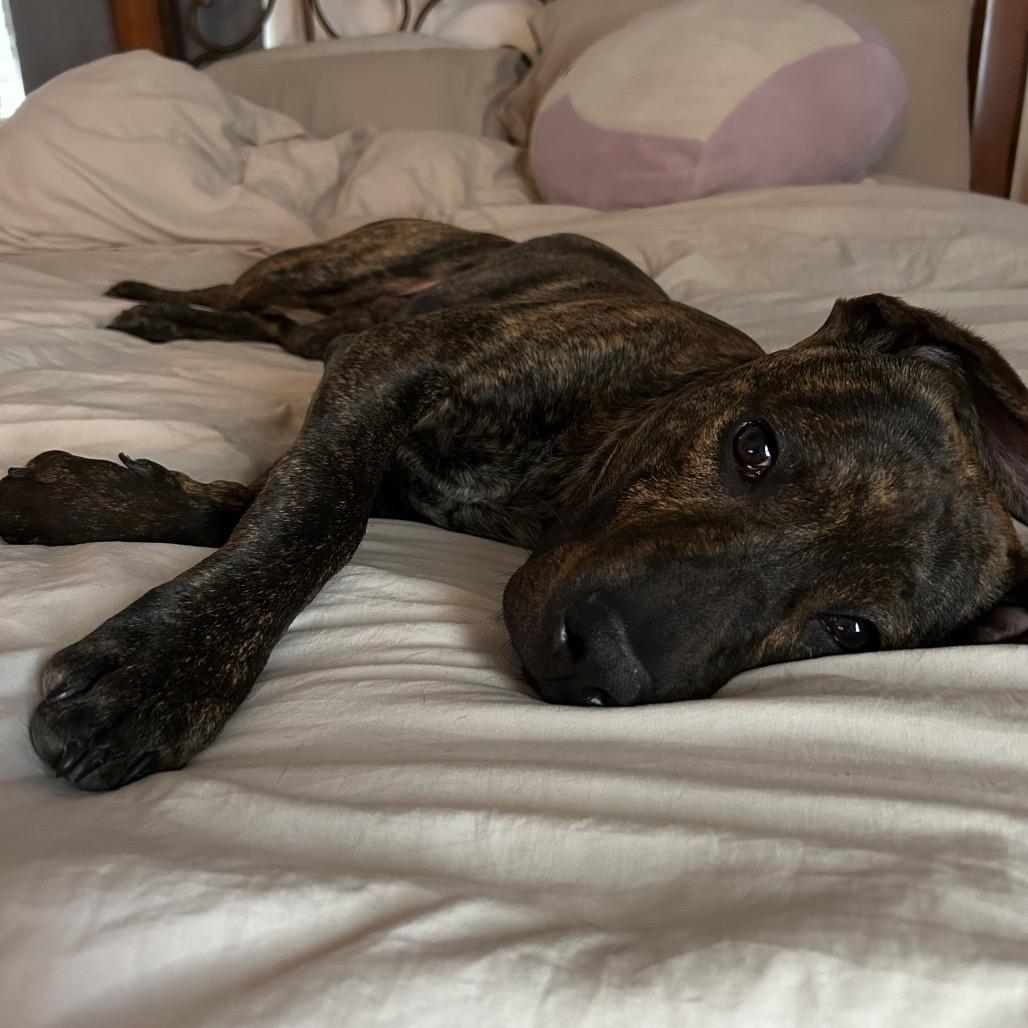 Hopper, Adoptable, Young Male Mixed Breed.