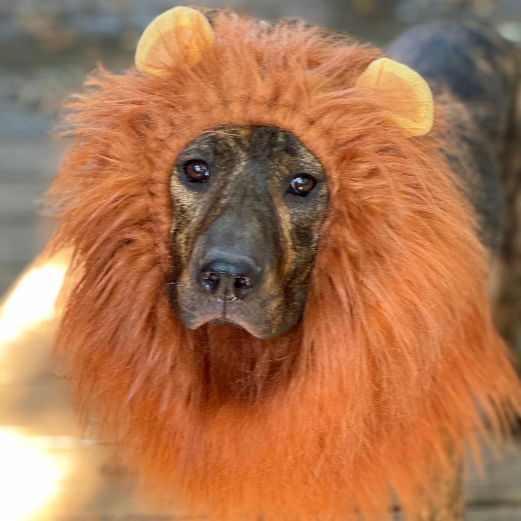 Enlarge Hopper, a Adoptable Mixed Breed in Summerfield, NC image 2/6