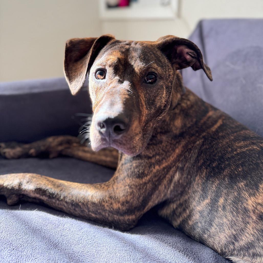 Enlarge Hopper, a Adoptable Mixed Breed in Summerfield, NC image 3/6