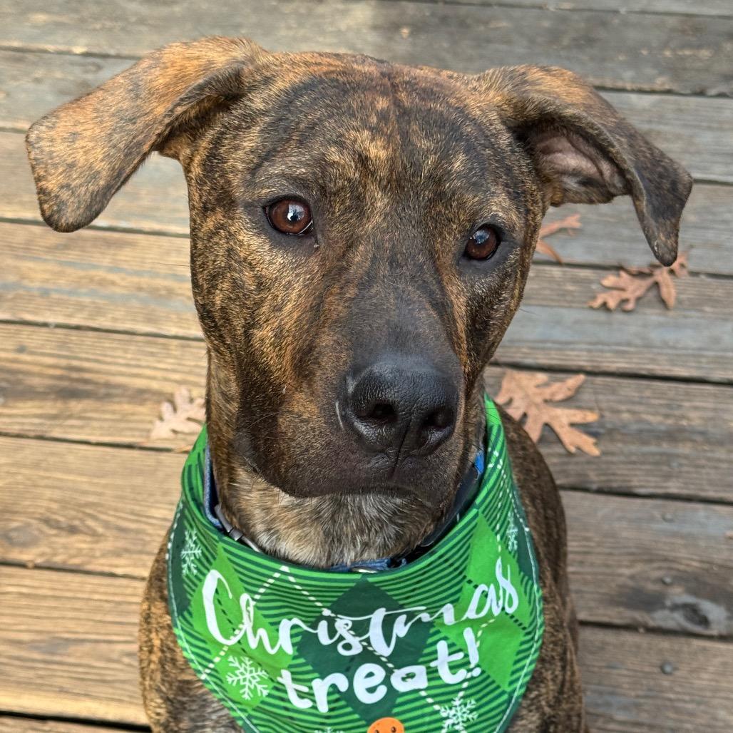 Enlarge Hopper, a Adoptable Mixed Breed in Summerfield, NC image 4/6