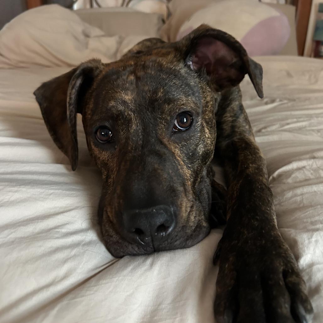 Enlarge Hopper, a Adoptable Mixed Breed in Summerfield, NC image 5/6