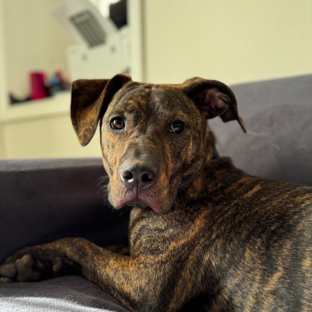 Enlarge Hopper, a Adoptable Mixed Breed in Summerfield, NC image 6/6