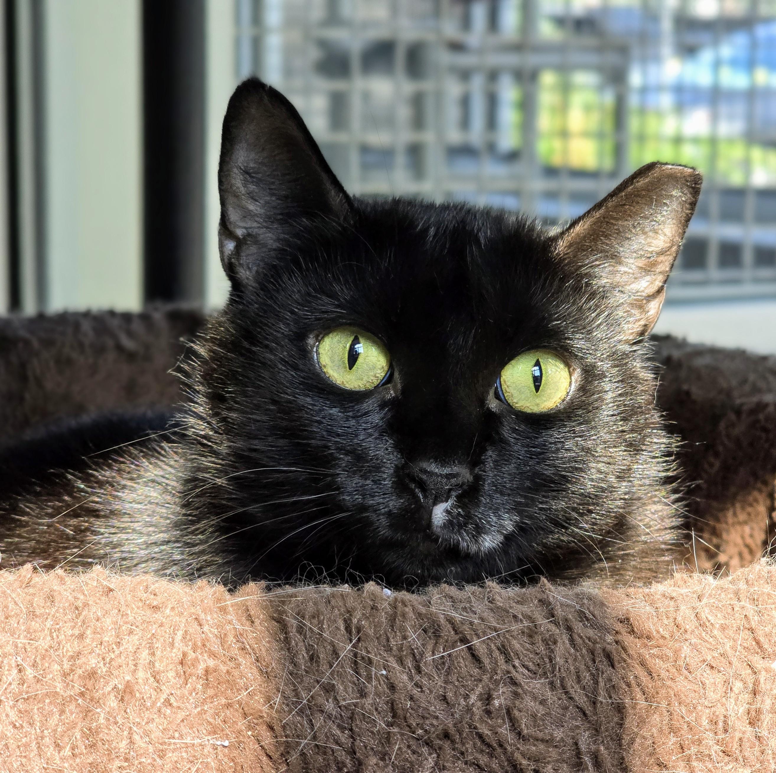 Enlarge 5-187 Padmè, a Adoptable mixed breed in Amityville, NY image 3/6