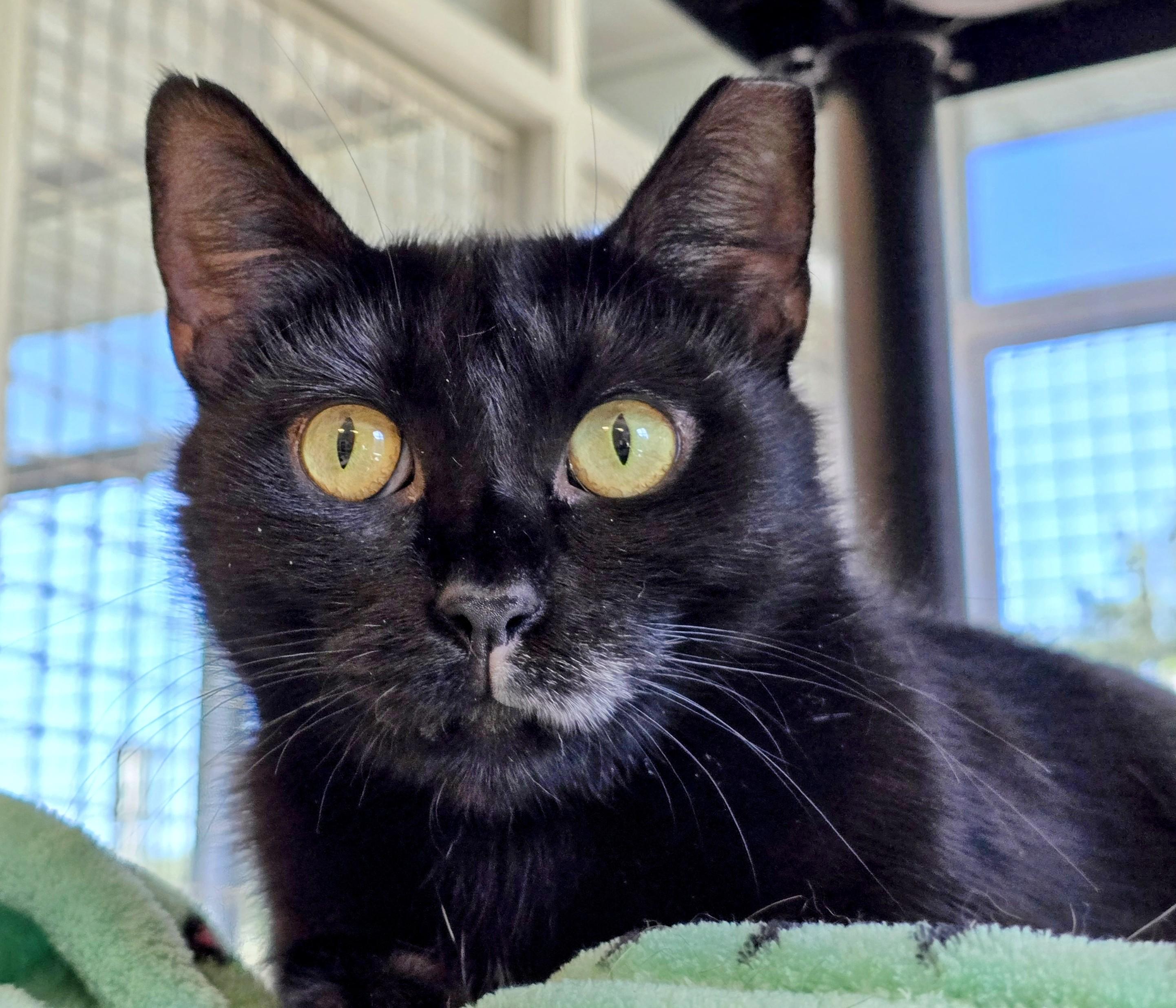 Enlarge 5-187 Padmè, a Adoptable mixed breed in Amityville, NY image 4/6