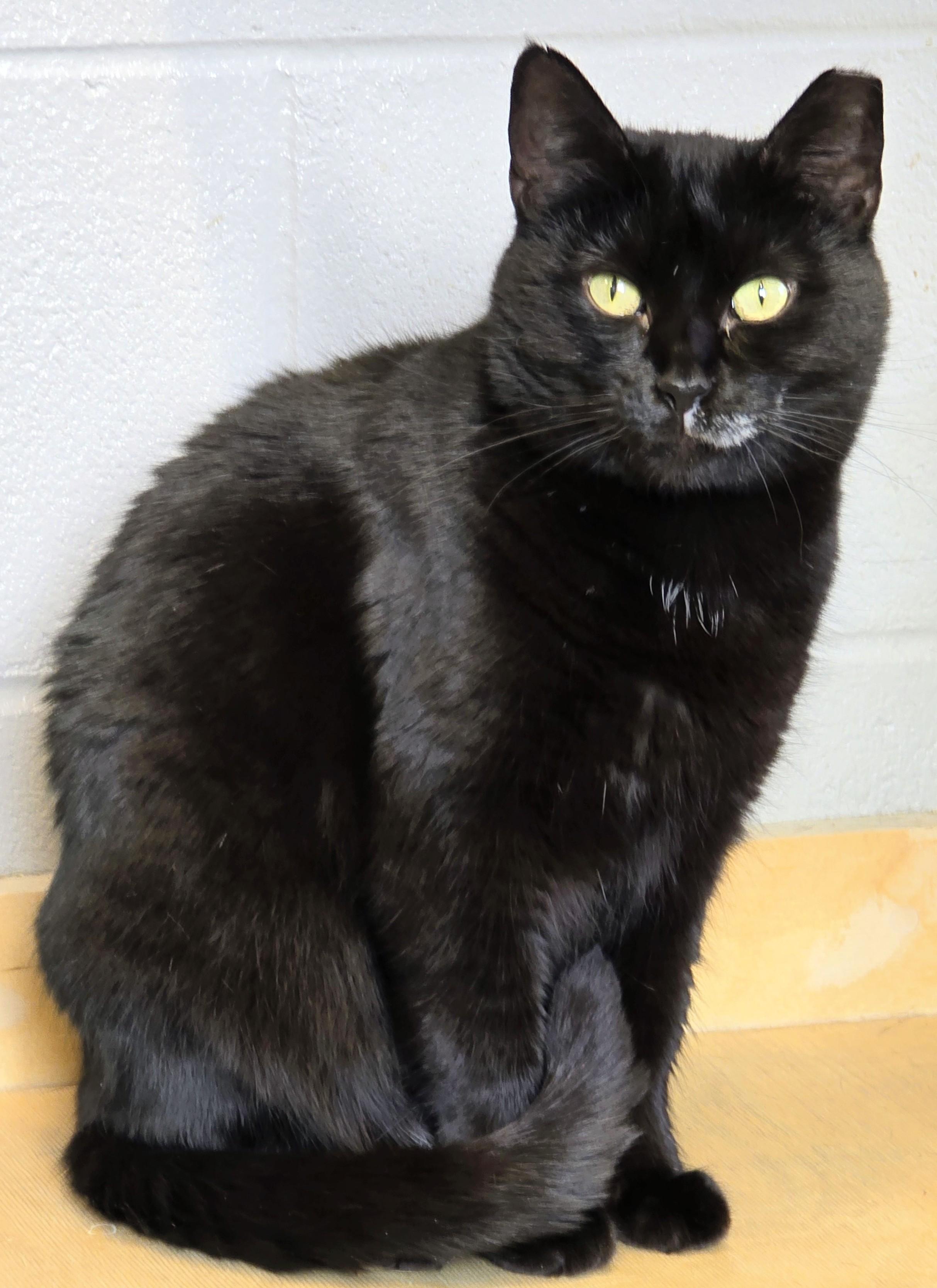 Enlarge 5-187 Padmè, a Adoptable mixed breed in Amityville, NY image 2/6
