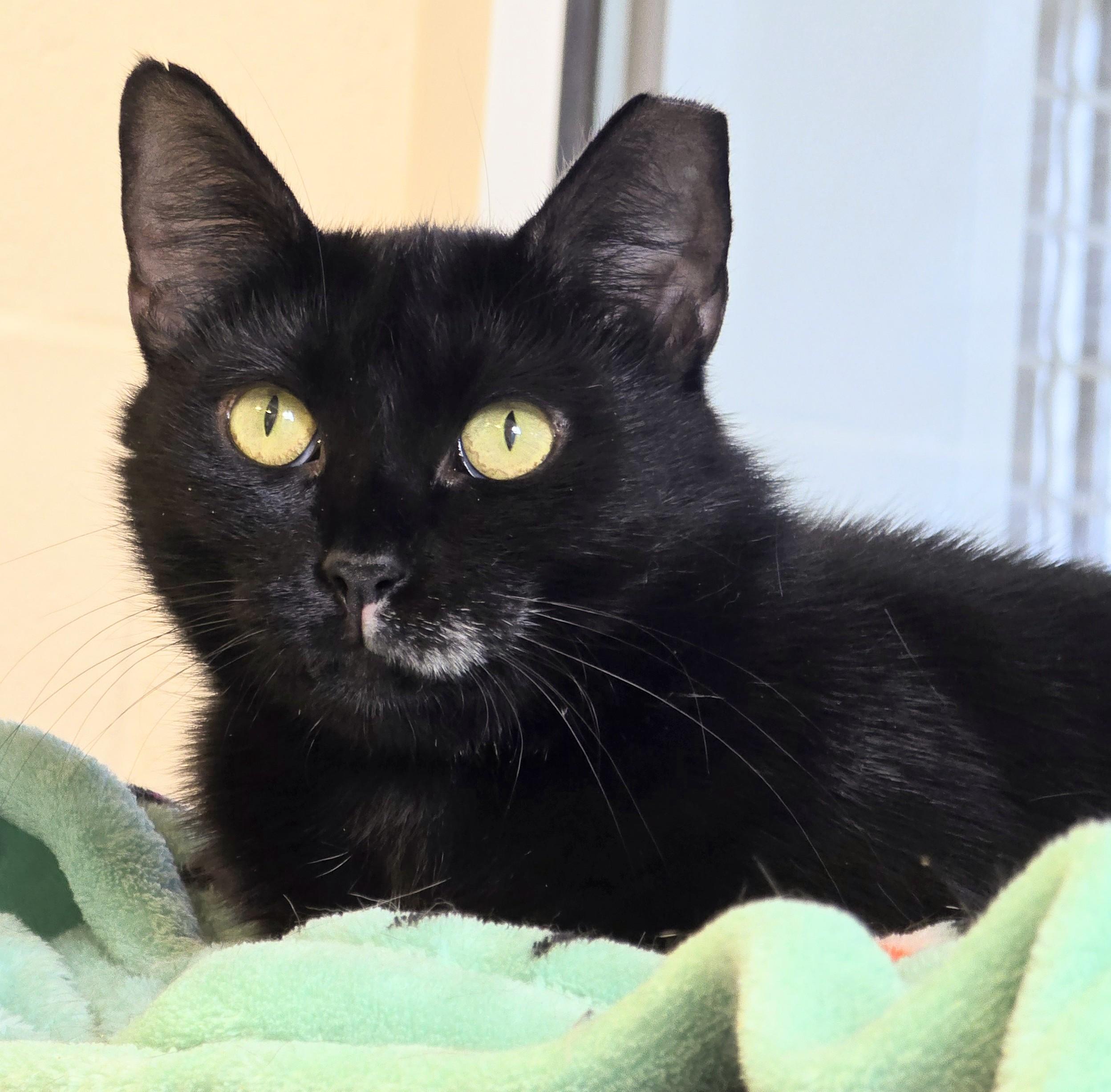Enlarge 5-187 Padmè, a Adoptable mixed breed in Amityville, NY image 5/6