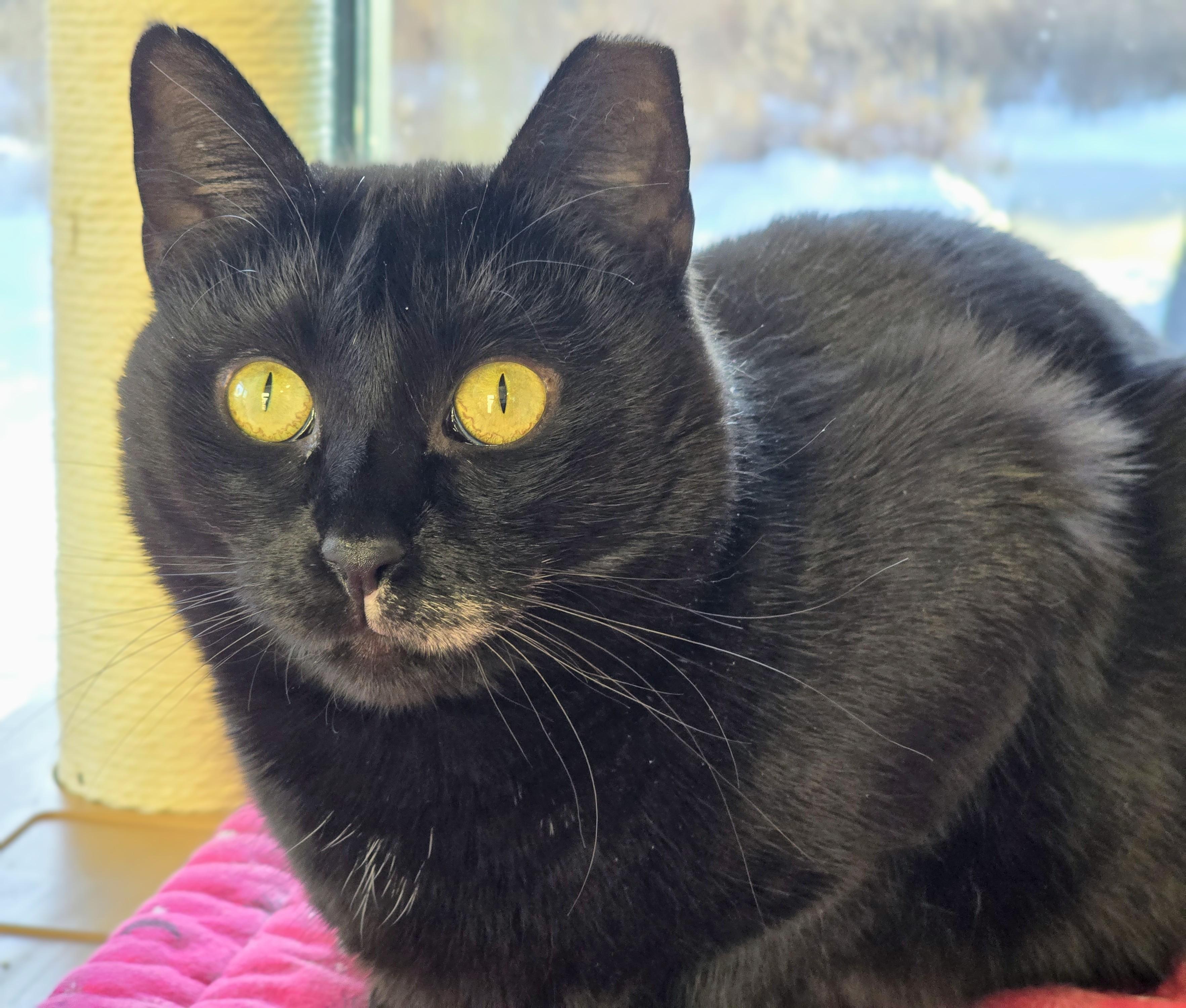 5-187 Padmè, Adoptable, Adult Female Domestic Short Hair.