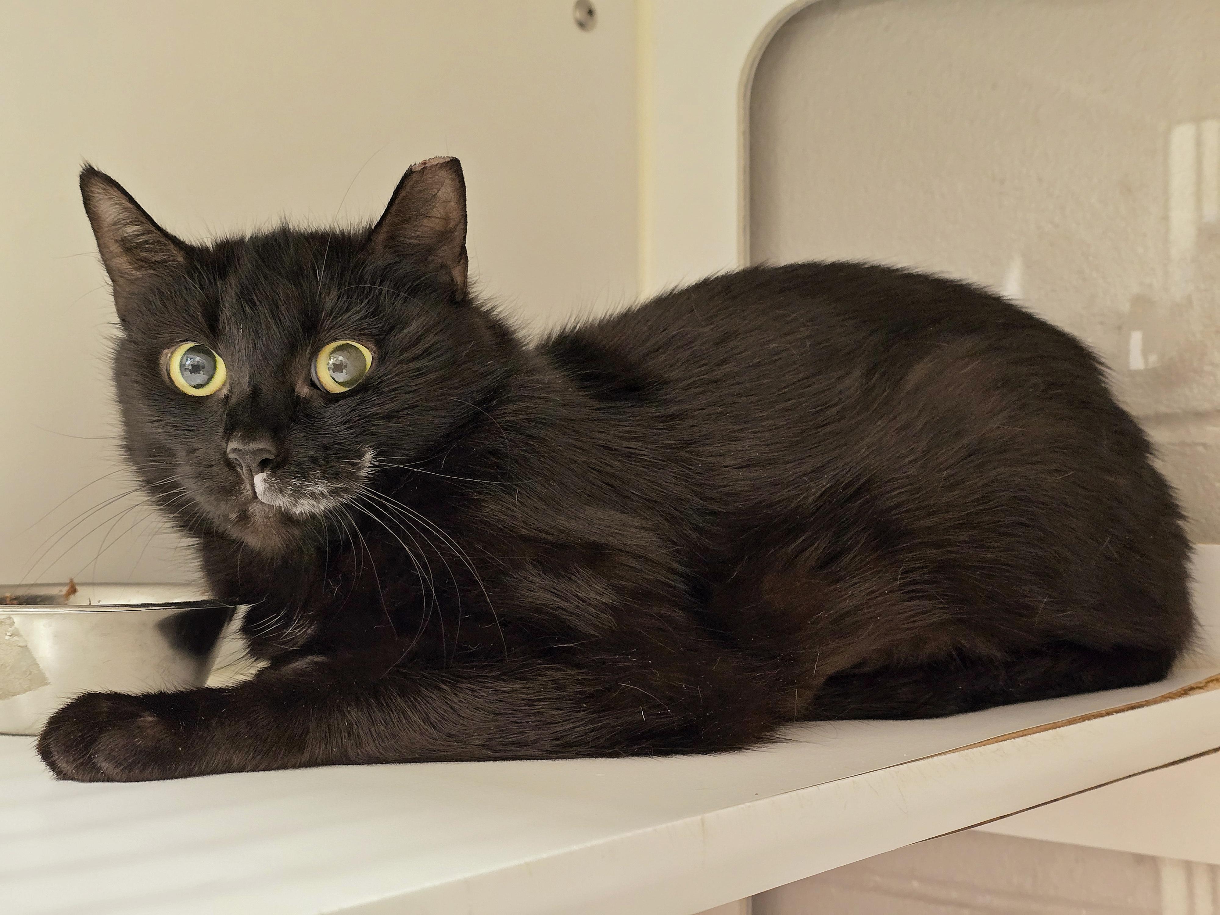 Enlarge 5-187 Padmè, a Adoptable mixed breed in Amityville, NY image 6/6