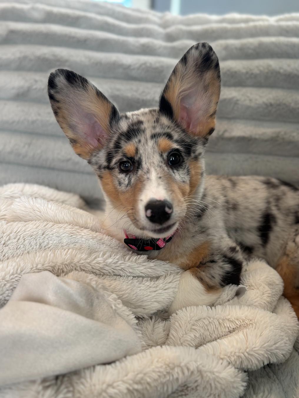 Winnie, a Adopted Corgi in Nashville, TN image 1/3