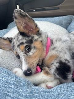 Winnie, a Adopted Corgi in Nashville, TN image 2/3