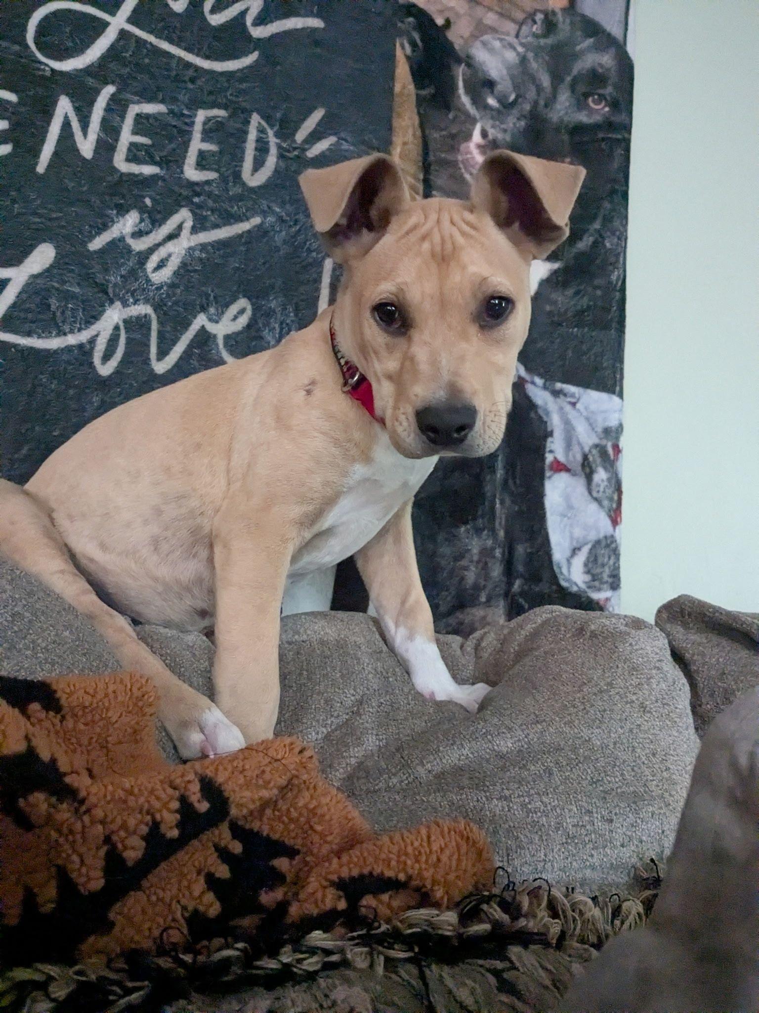 Tank, a ADOPTABLE Mixed Breed in Manhattan, KS image 2/6