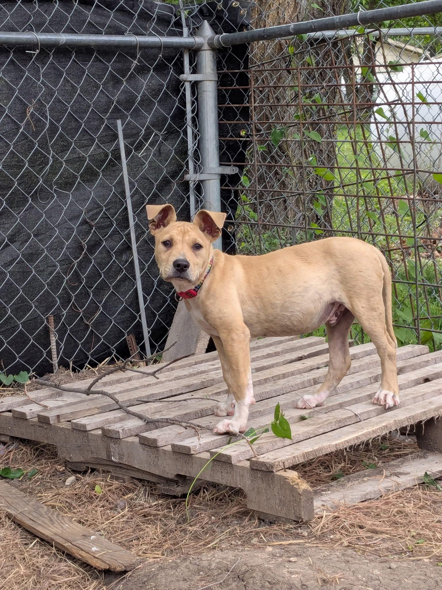 Tank, a ADOPTABLE Mixed Breed in Manhattan, KS image 3/6