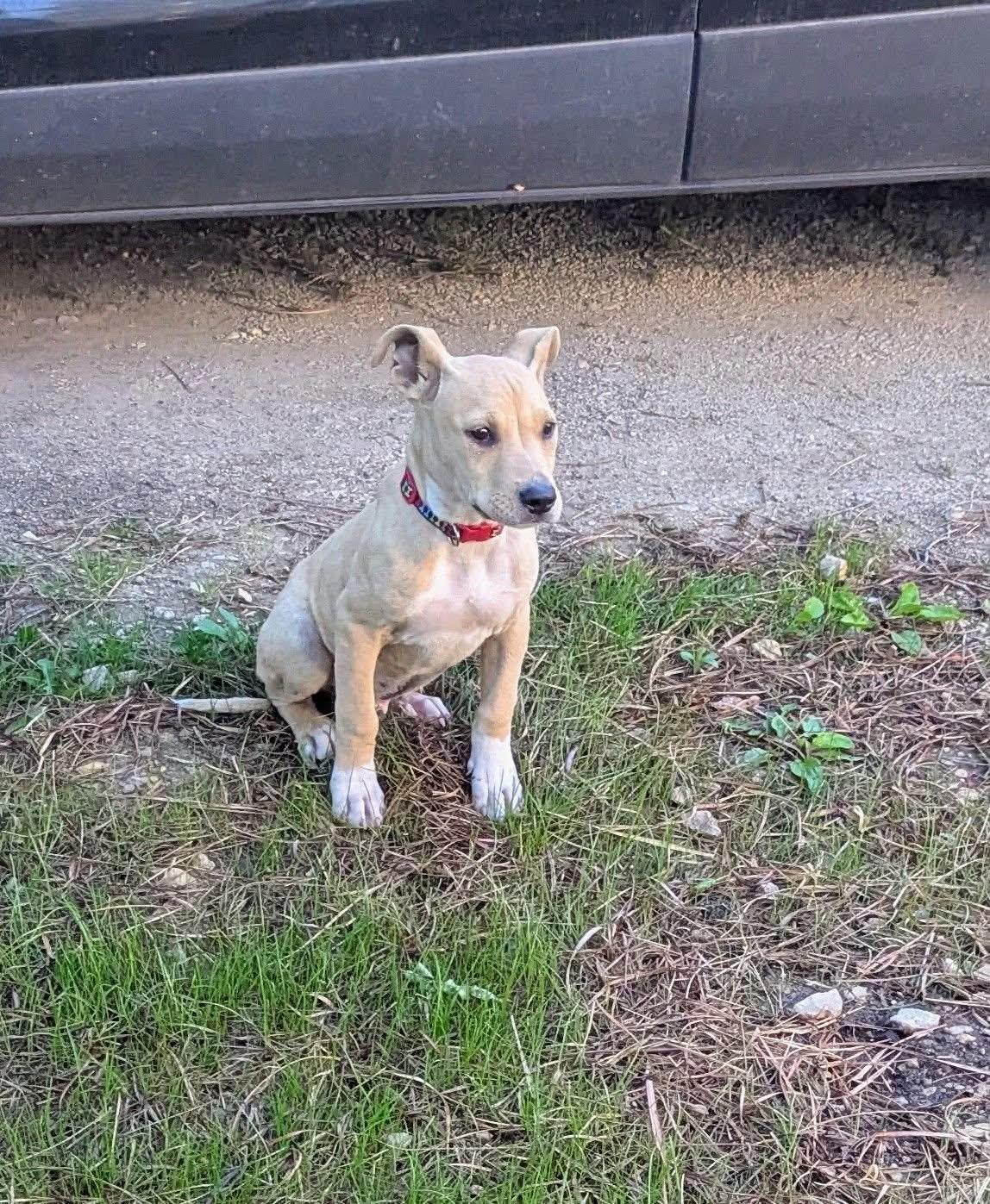 Tank, a ADOPTABLE Mixed Breed in Manhattan, KS image 4/6