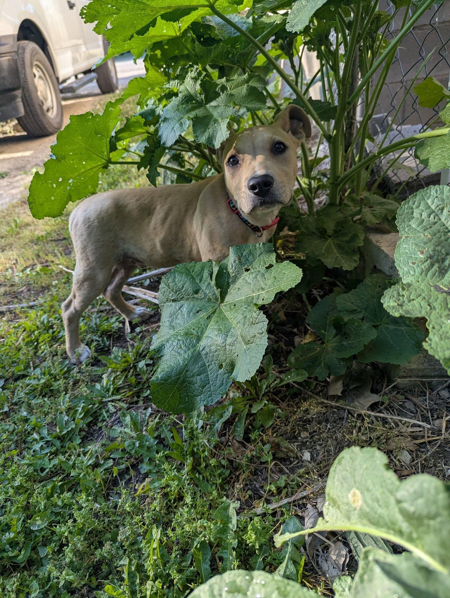 Tank, a ADOPTABLE Mixed Breed in Manhattan, KS image 6/6
