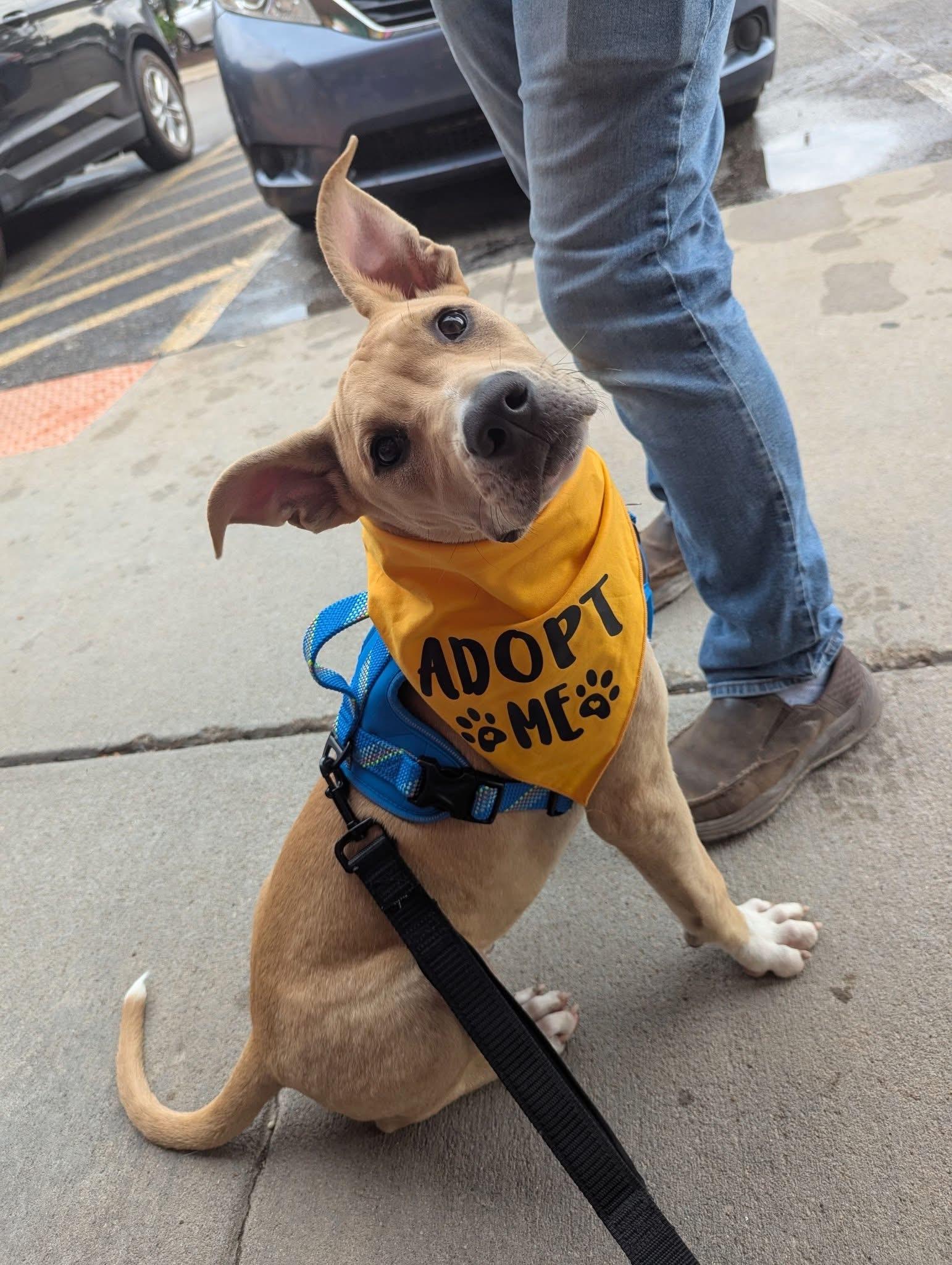 Tank, ADOPTABLE, Puppy Male Mixed Breed.