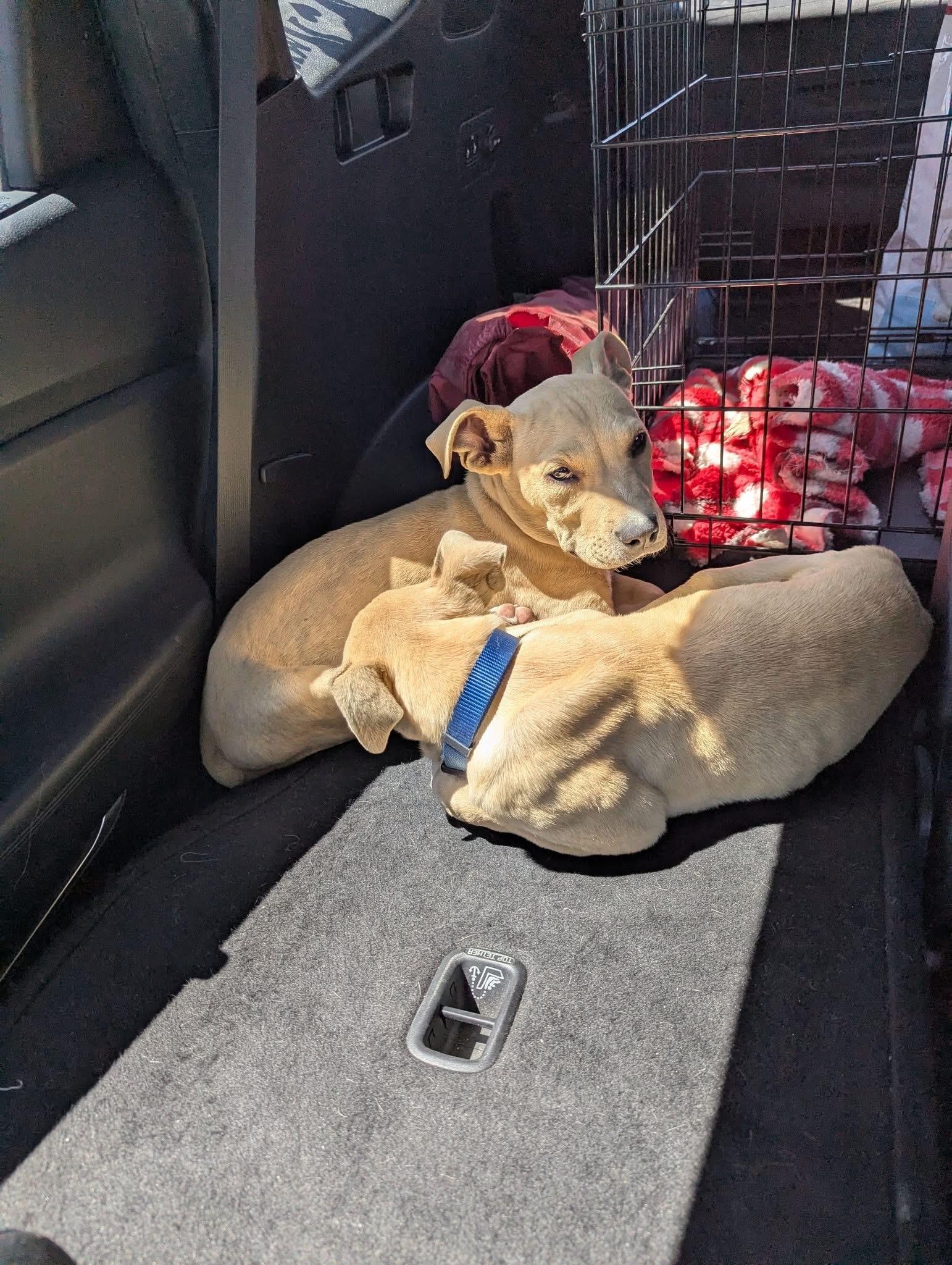 Tank, a ADOPTABLE Mixed Breed in Manhattan, KS image 5/6