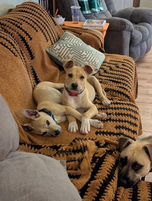 Tank, a ADOPTABLE Mixed Breed in Manhattan, KS image 1/6