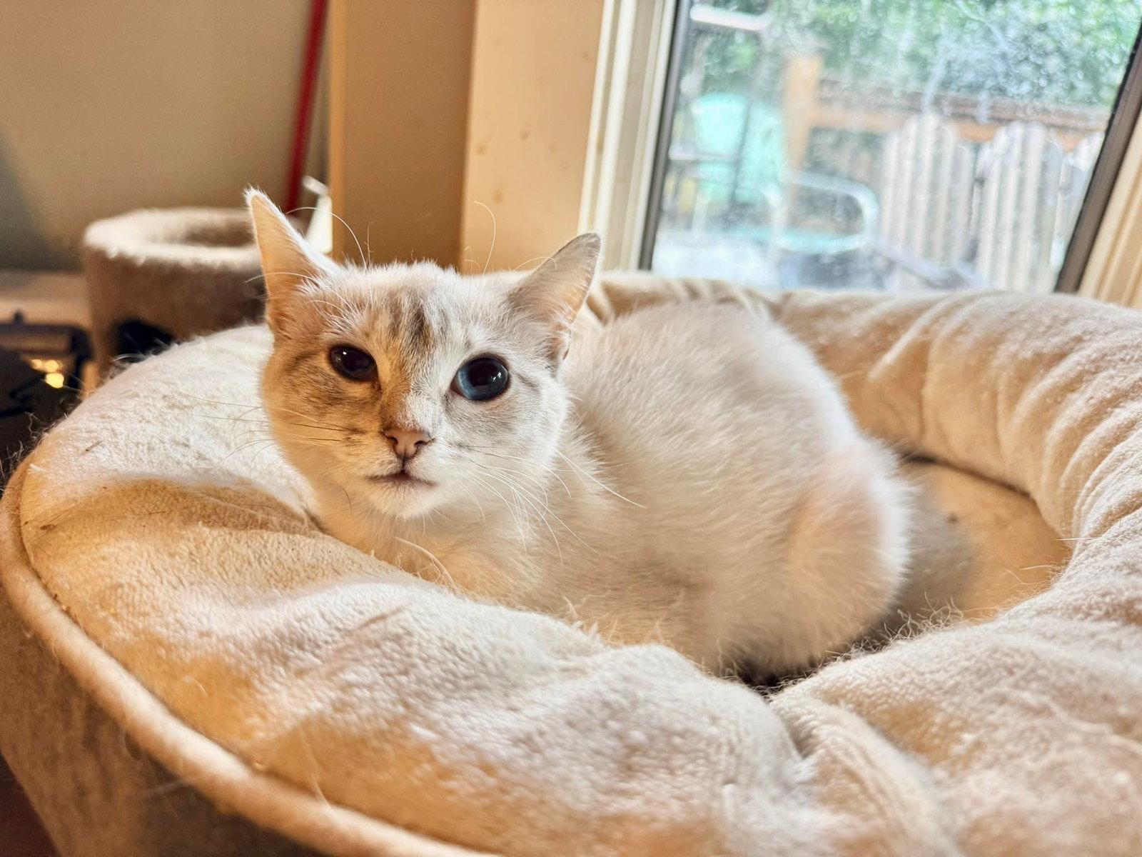 WILLOW, Adopted, Kitten Female Siamese & Domestic Short Hair.