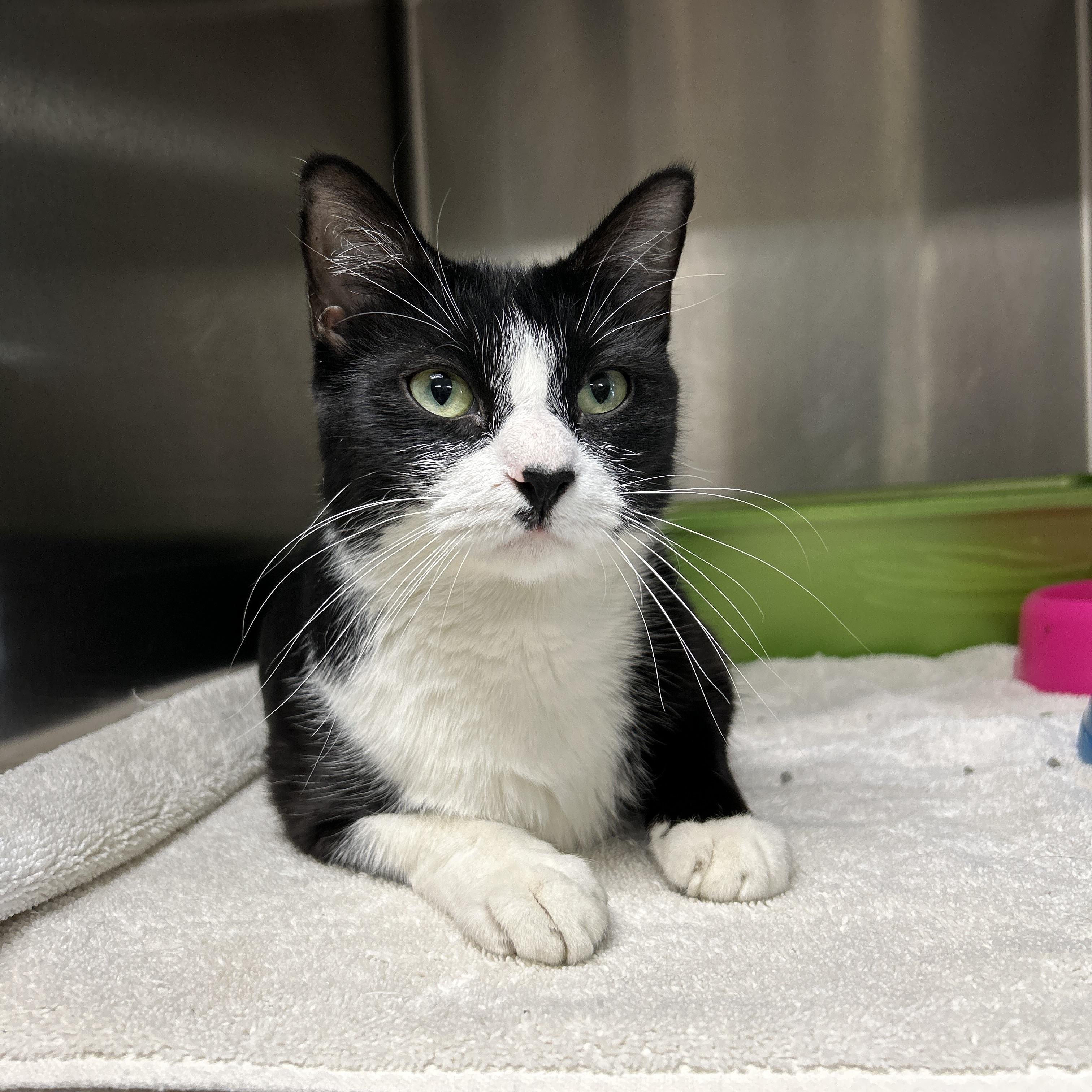 Oriole, an adopted Tuxedo in La Grange Park, IL image 4/6