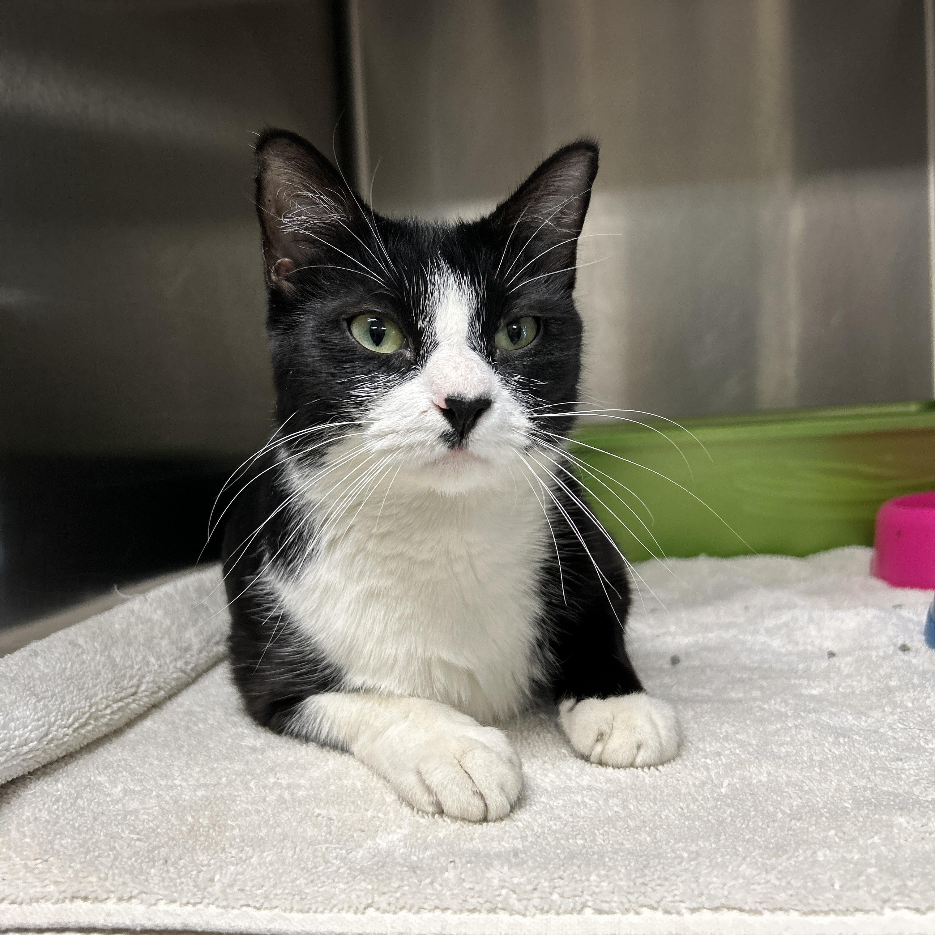 Oriole, an adopted Tuxedo in La Grange Park, IL image 5/6