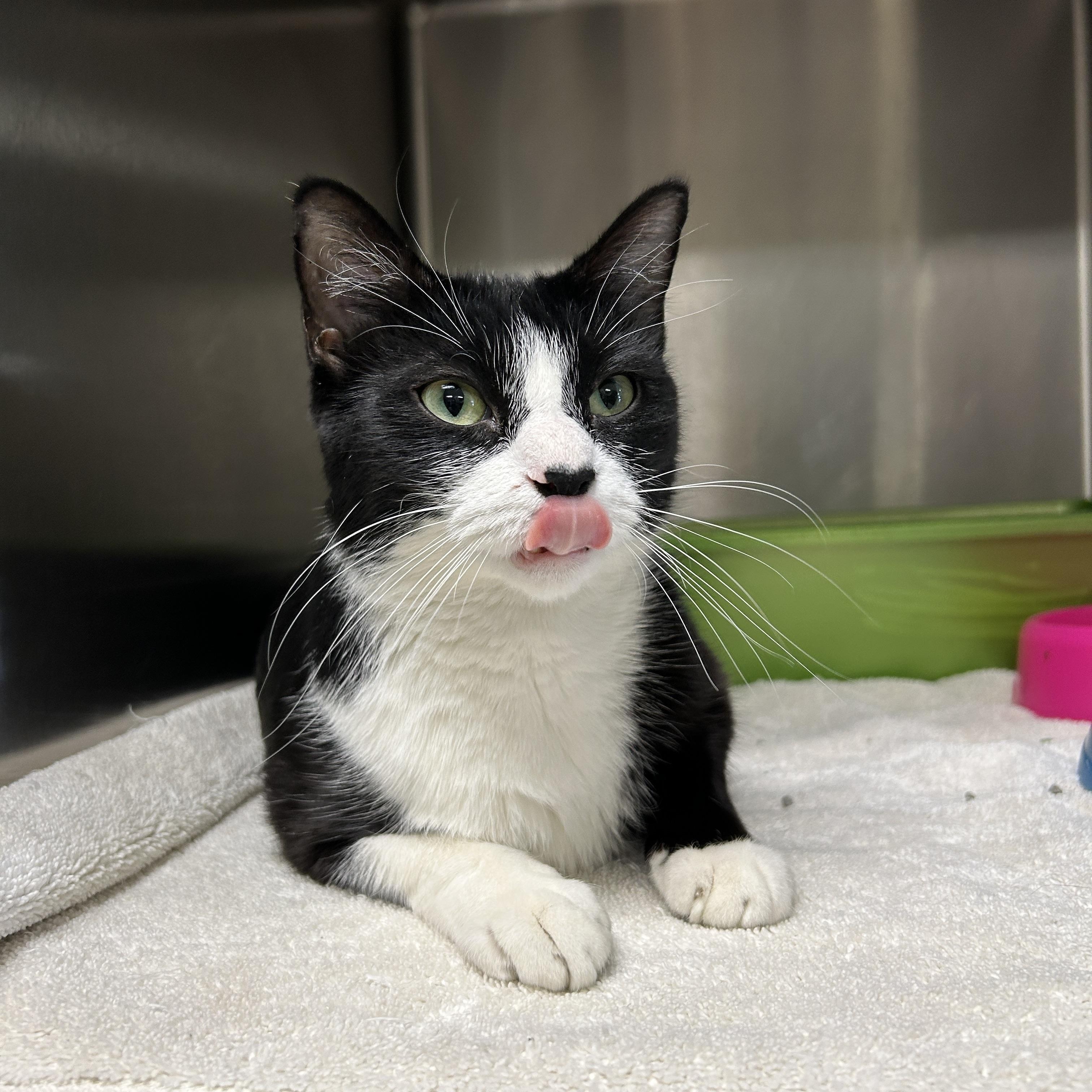 Oriole, an adopted Tuxedo in La Grange Park, IL image 2/6