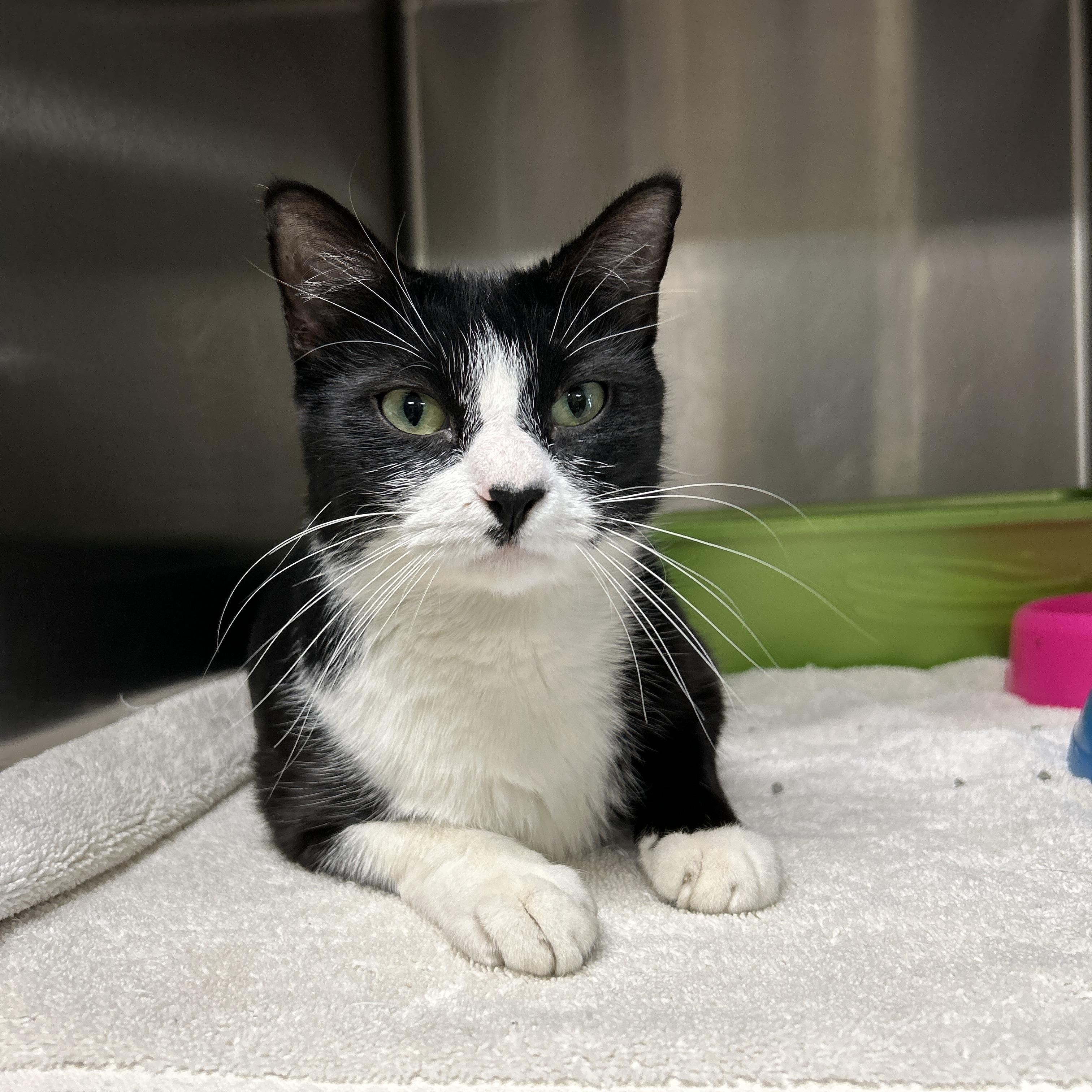 Oriole, an adopted Tuxedo in La Grange Park, IL image 6/6