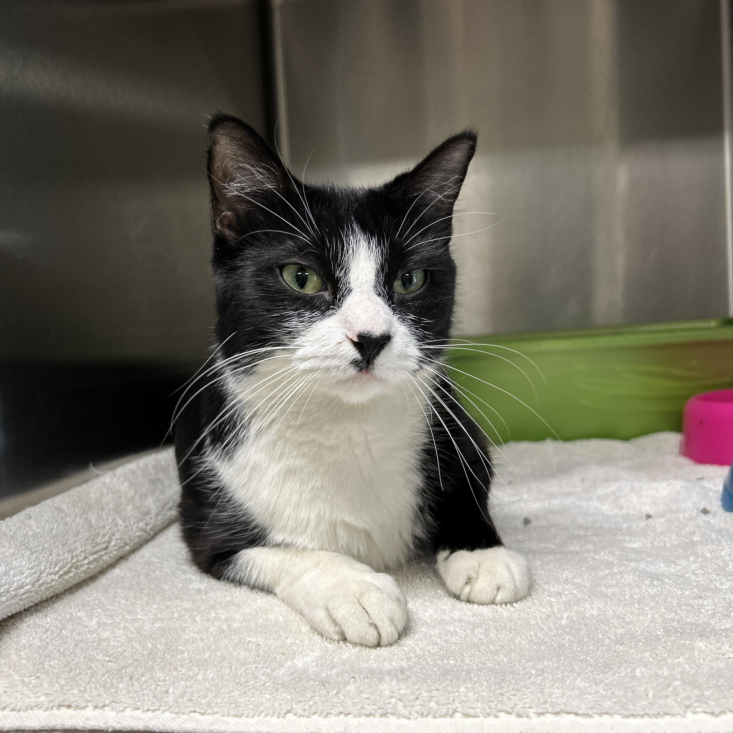 Oriole, an adopted Tuxedo in La Grange Park, IL image 1/6