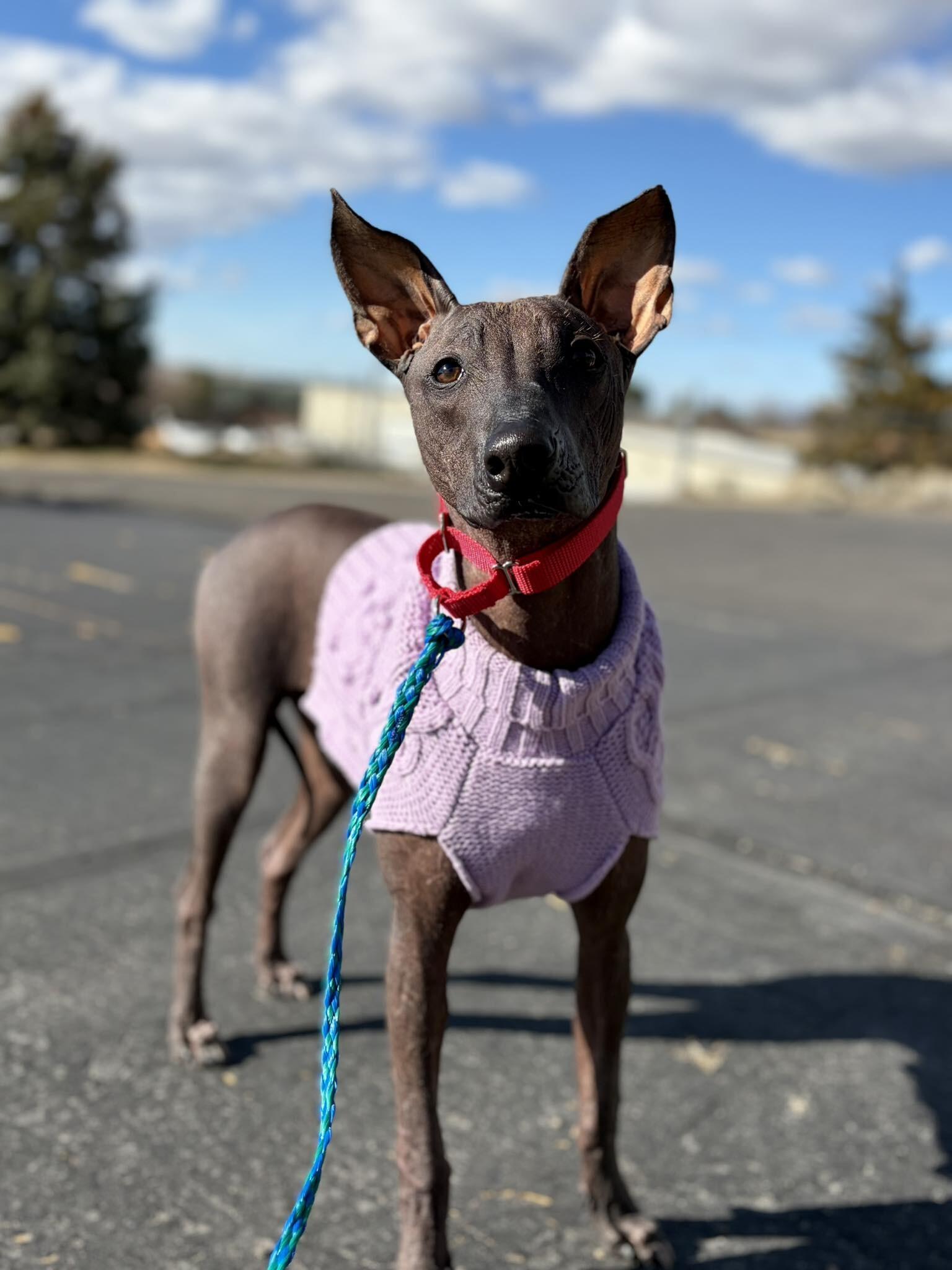 Danita — thumbnail 2