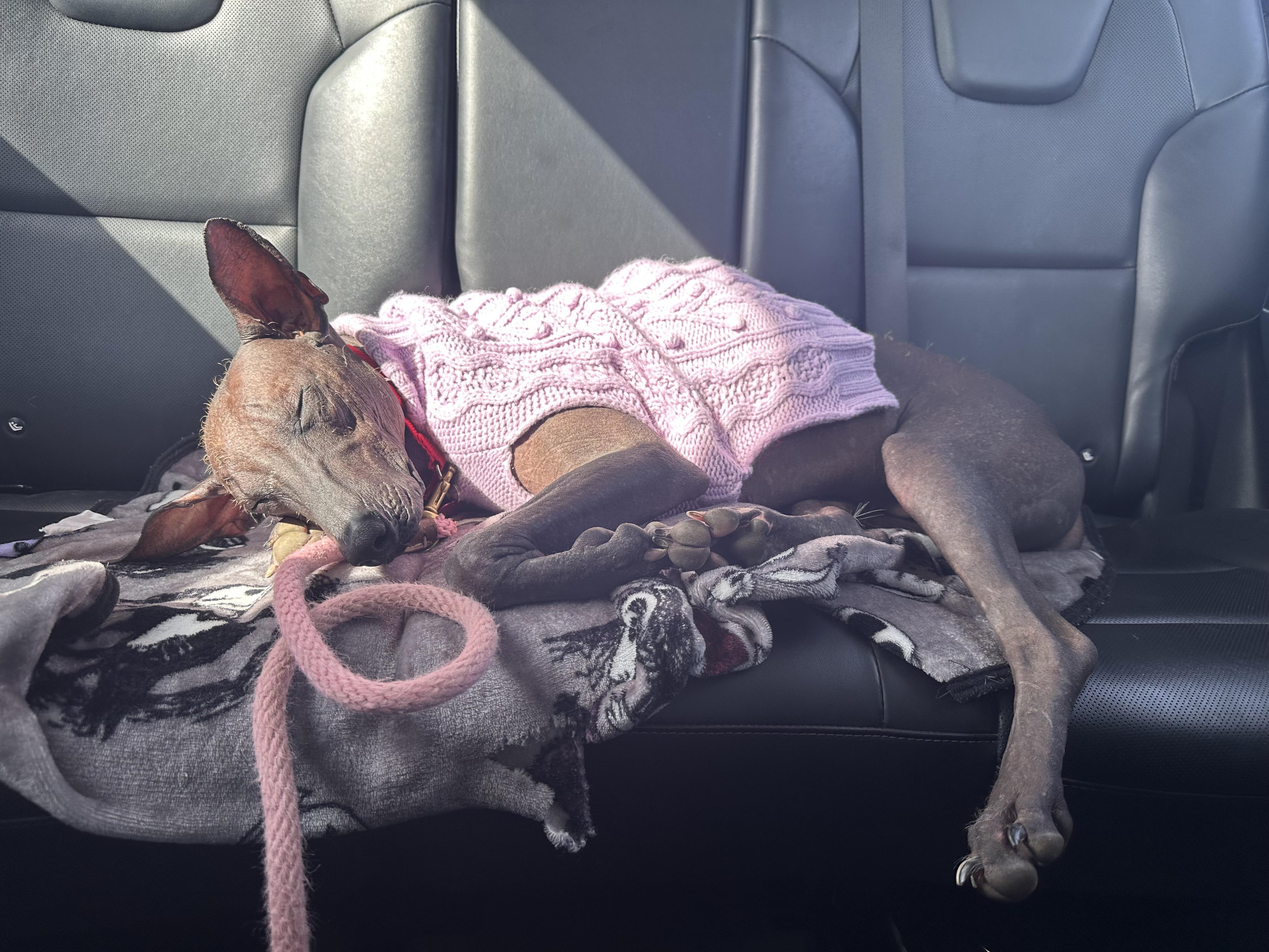 Danita — thumbnail 4