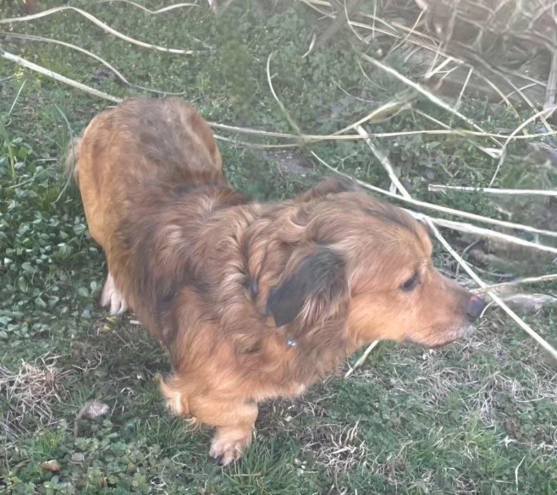 Enlarge Charlie, a ADOPTABLE mixed breed in Manhasset, NY image 4/5