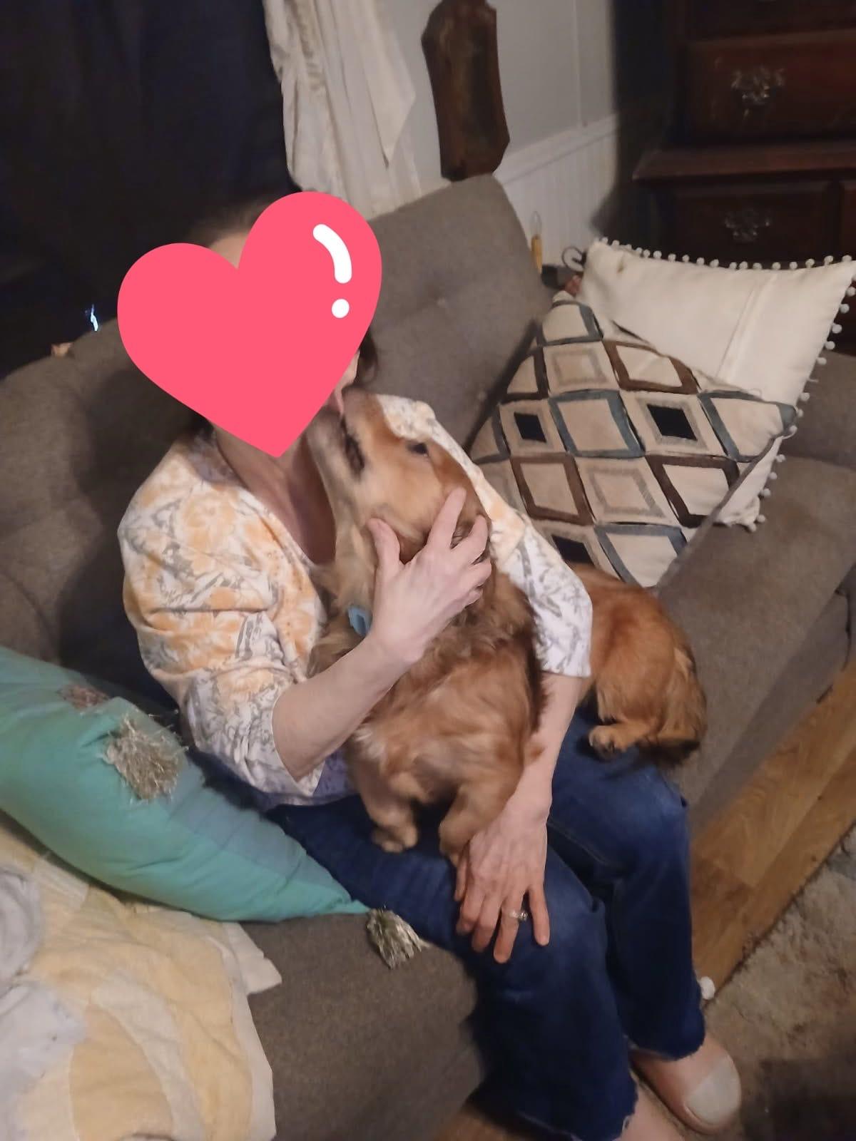 Enlarge Charlie, a ADOPTABLE mixed breed in Manhasset, NY image 3/5