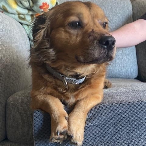 Charlie, ADOPTABLE, Adult Male Dachshund (Long Haired) & Basset Hound.