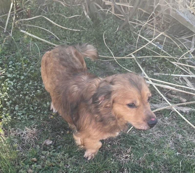 Charlie, ADOPTABLE, Adult Male Dachshund (Long Haired) & Basset Hound.